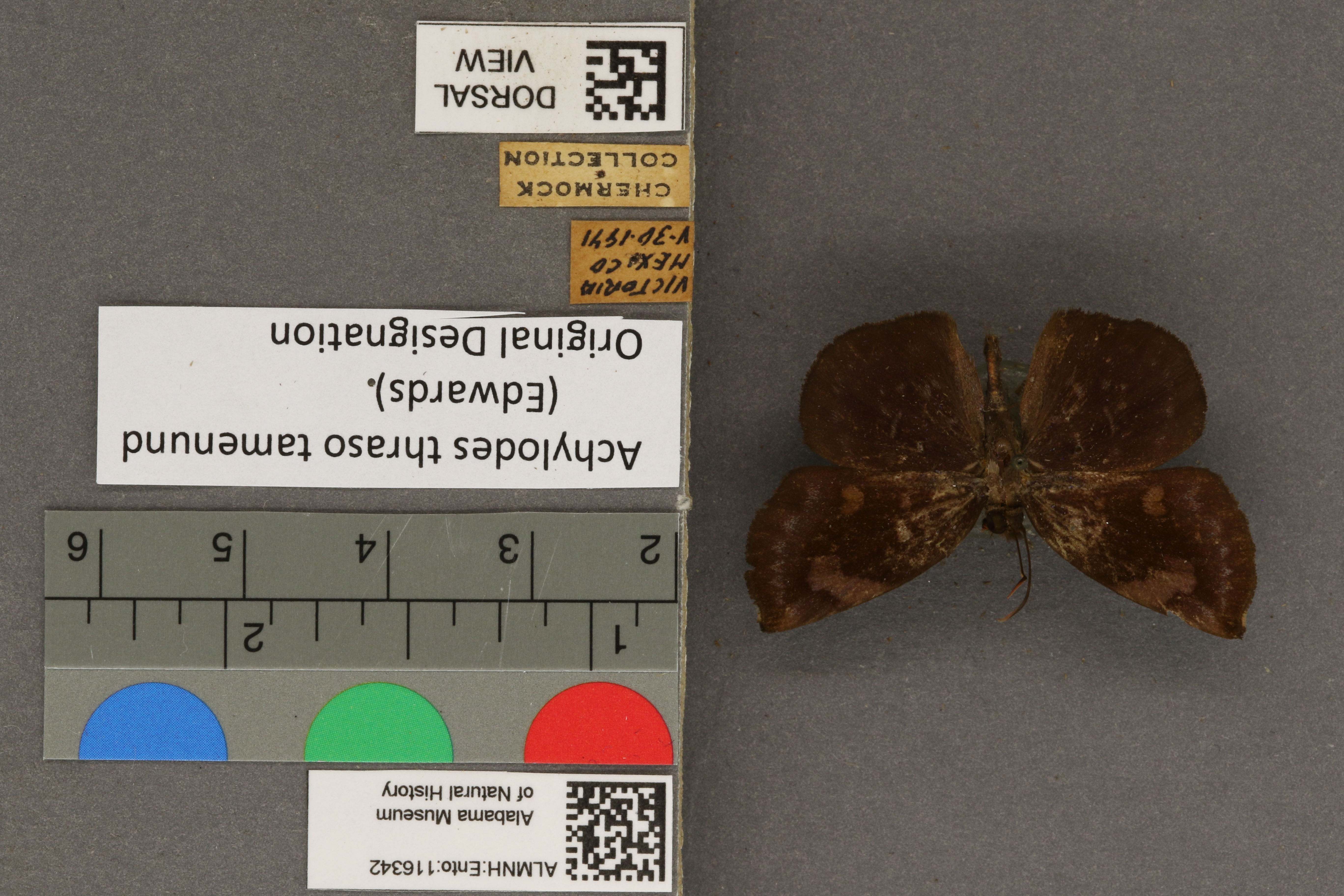 Achlyodes mithridates