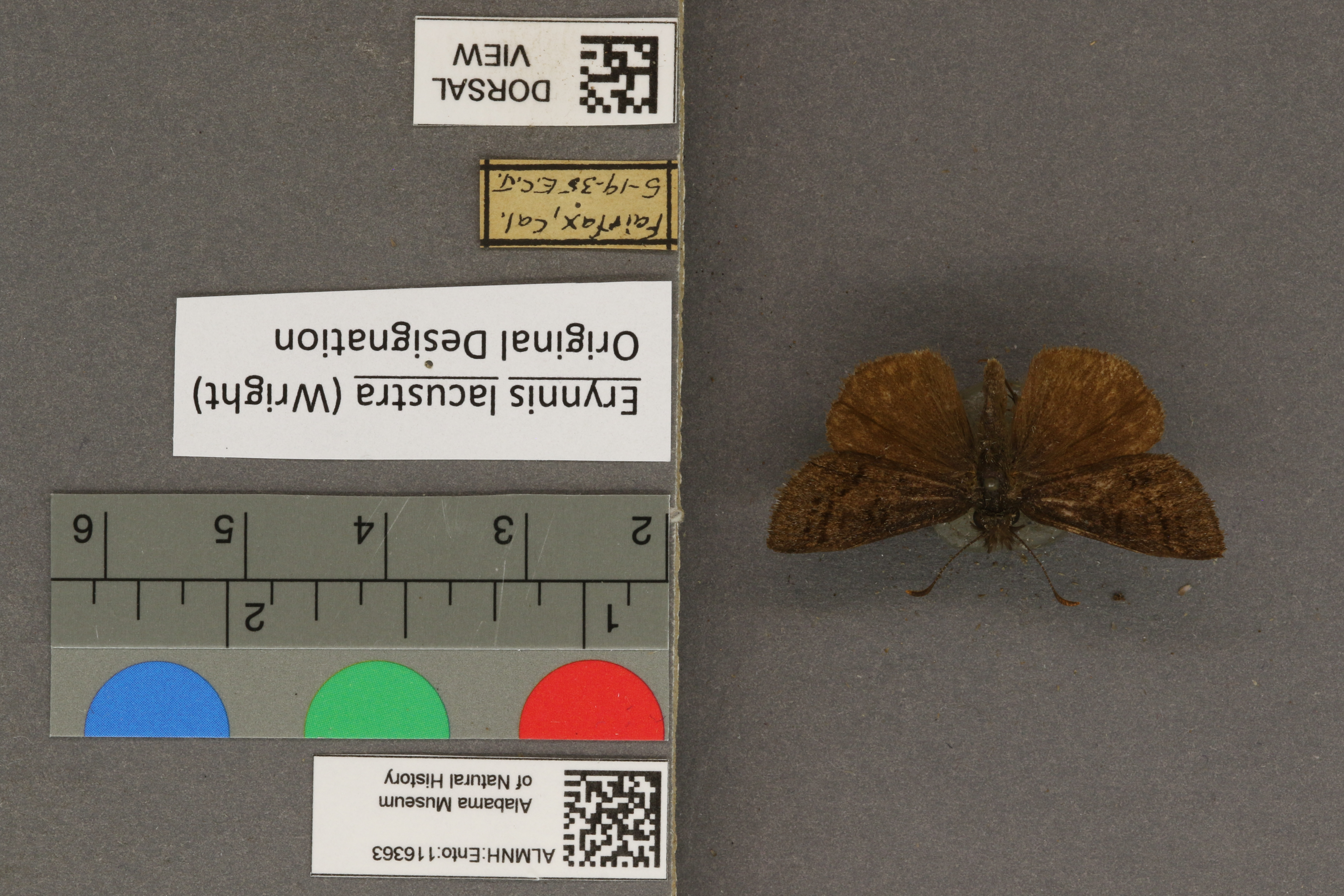 Erynnis lacustra