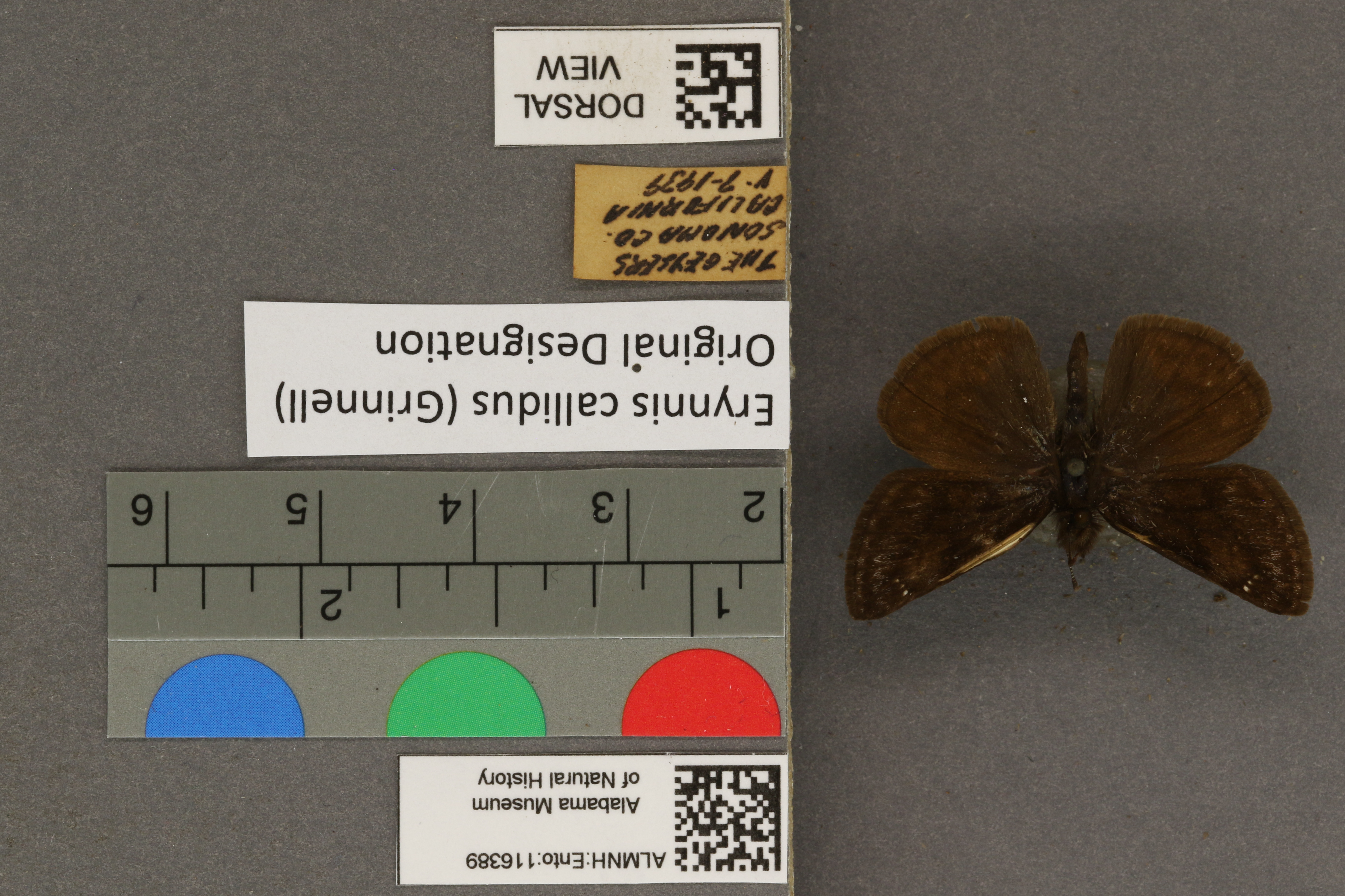 Erynnis callidus