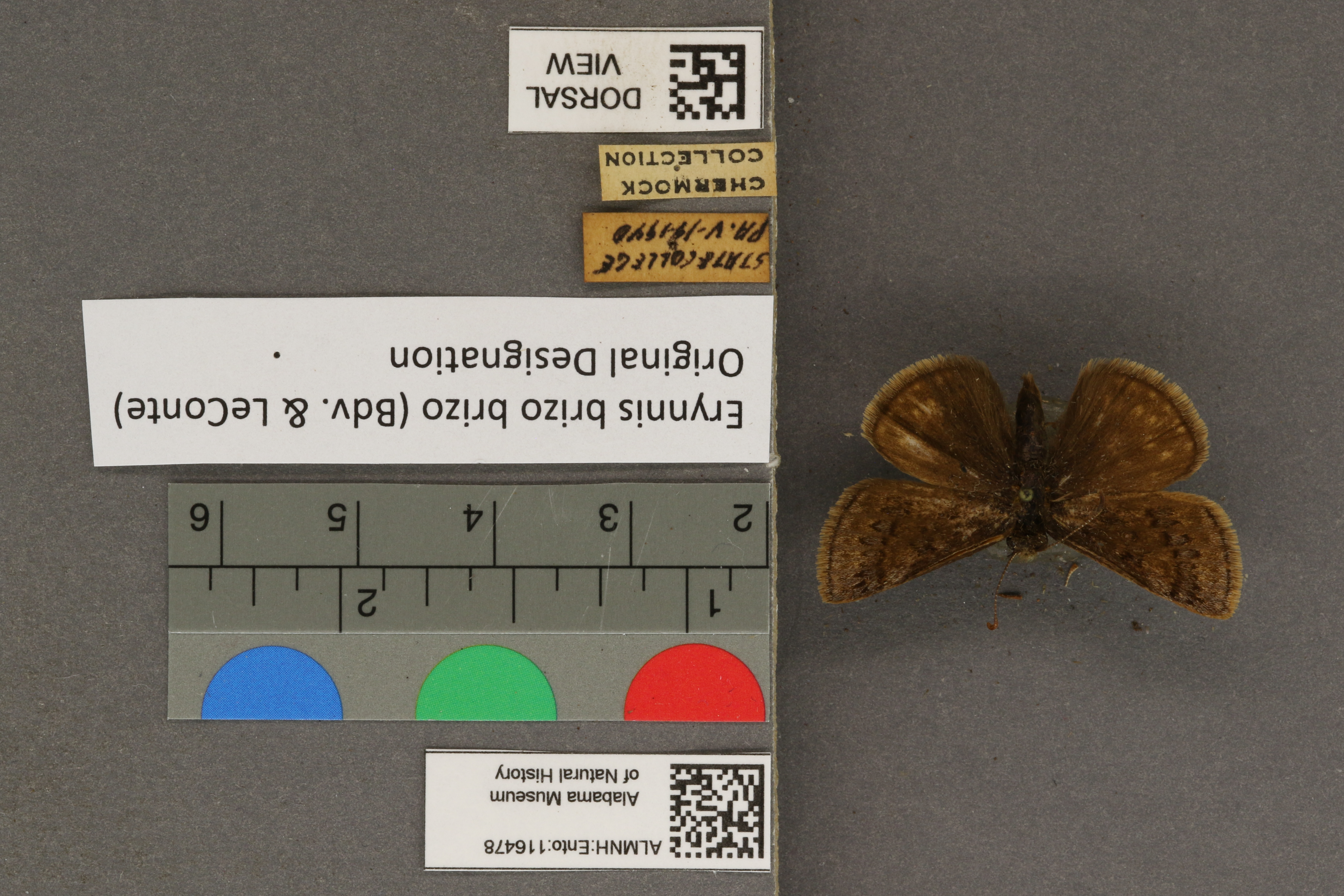 Erynnis brizo brizo