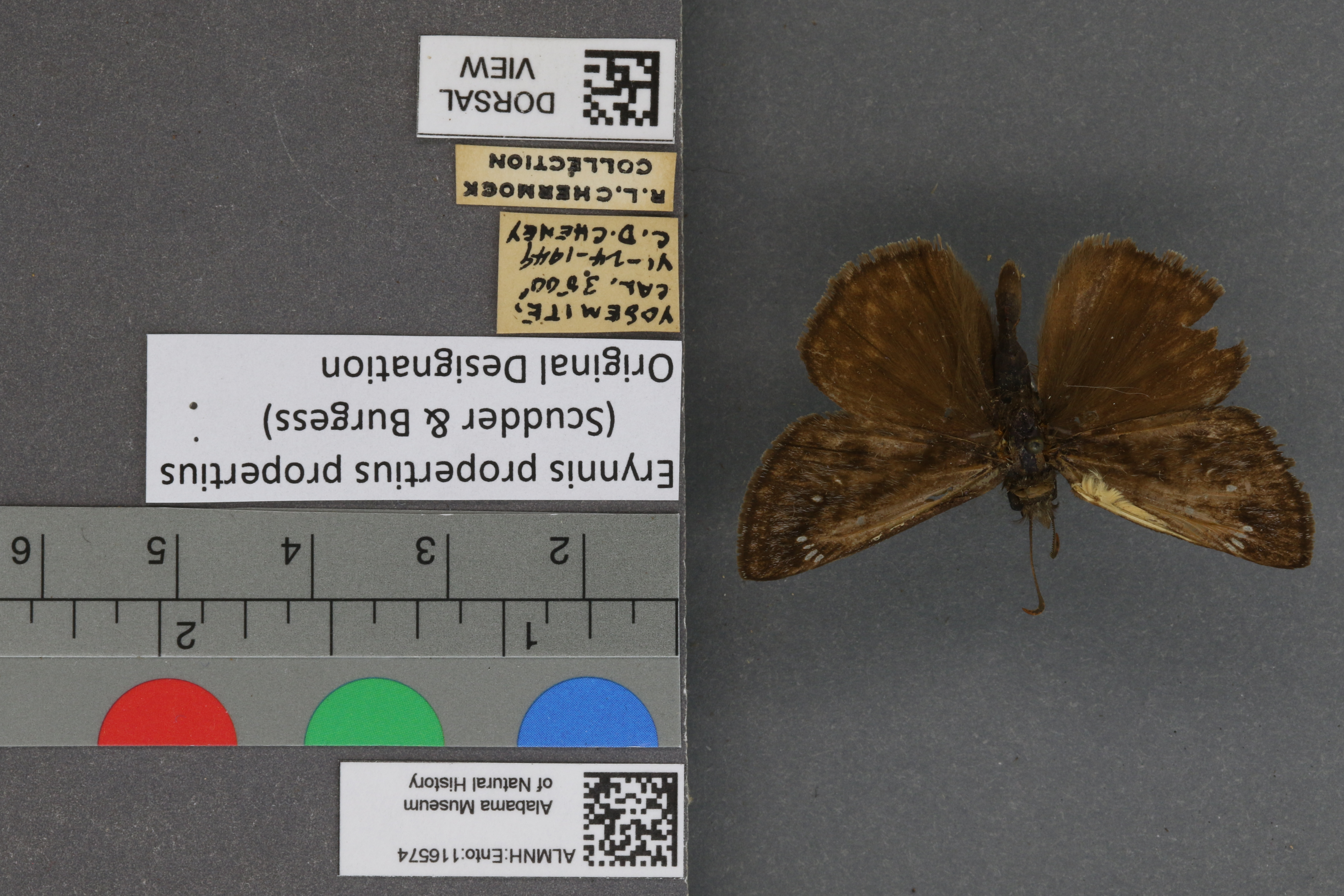 Erynnis propertius