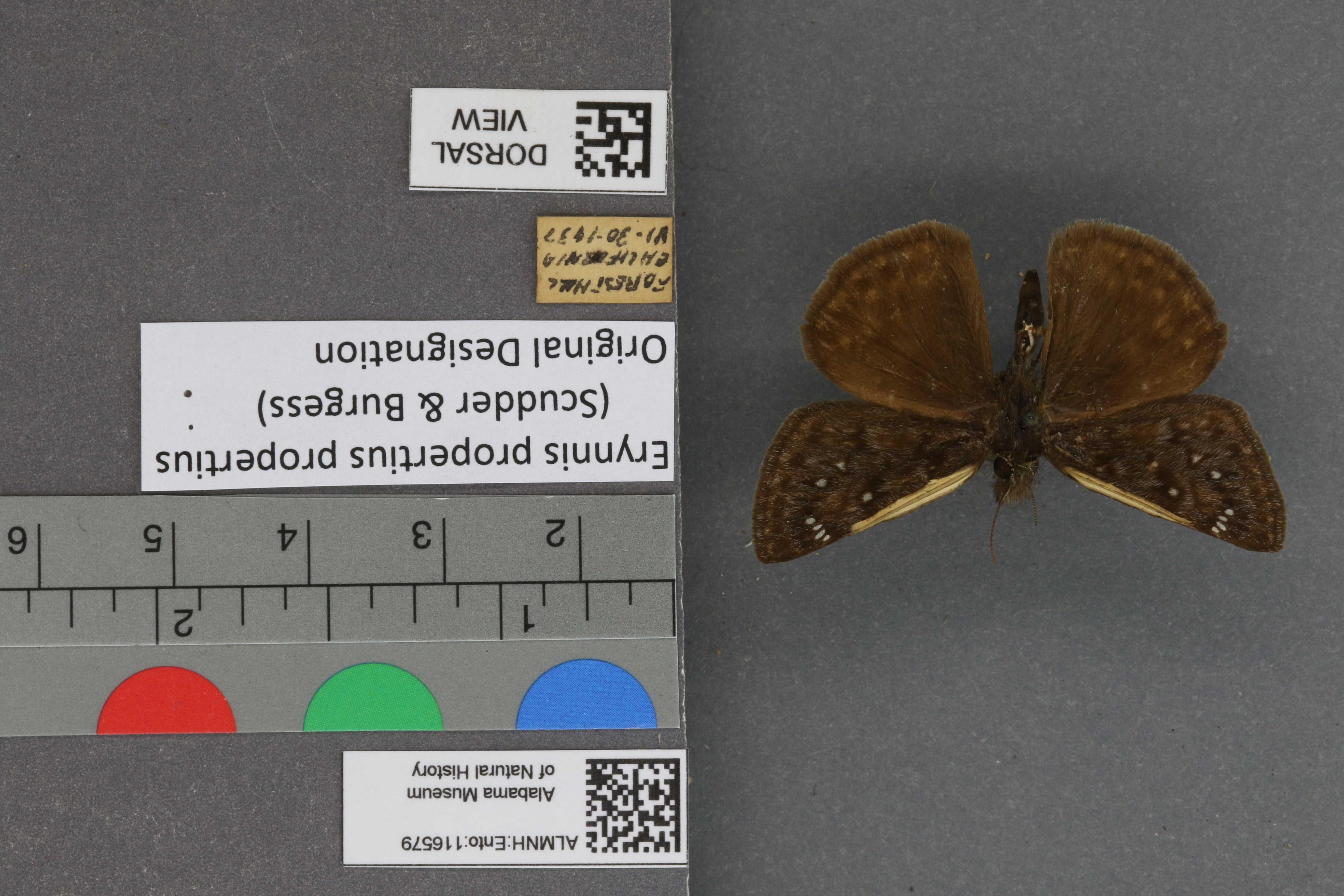 Erynnis propertius