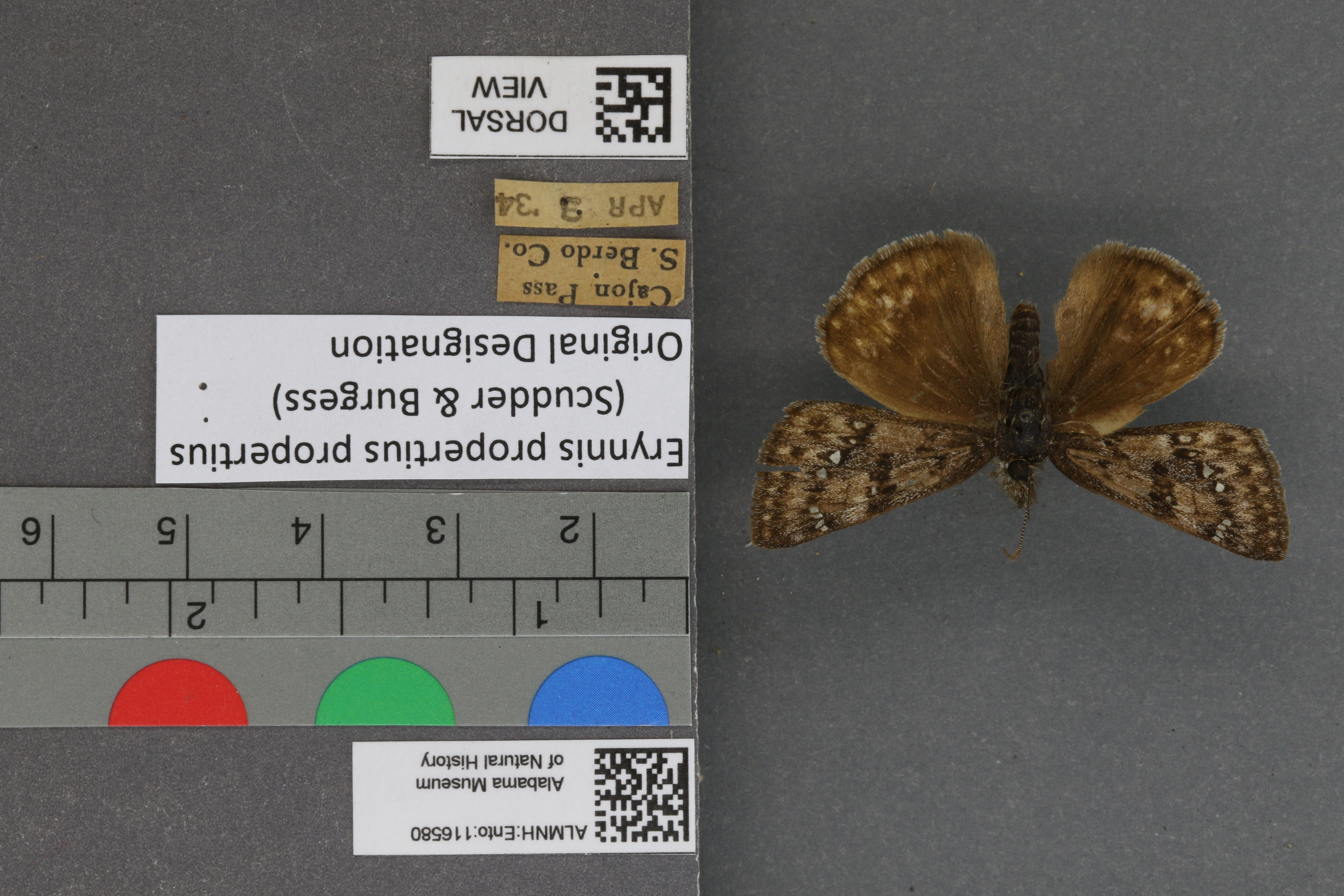 Erynnis propertius