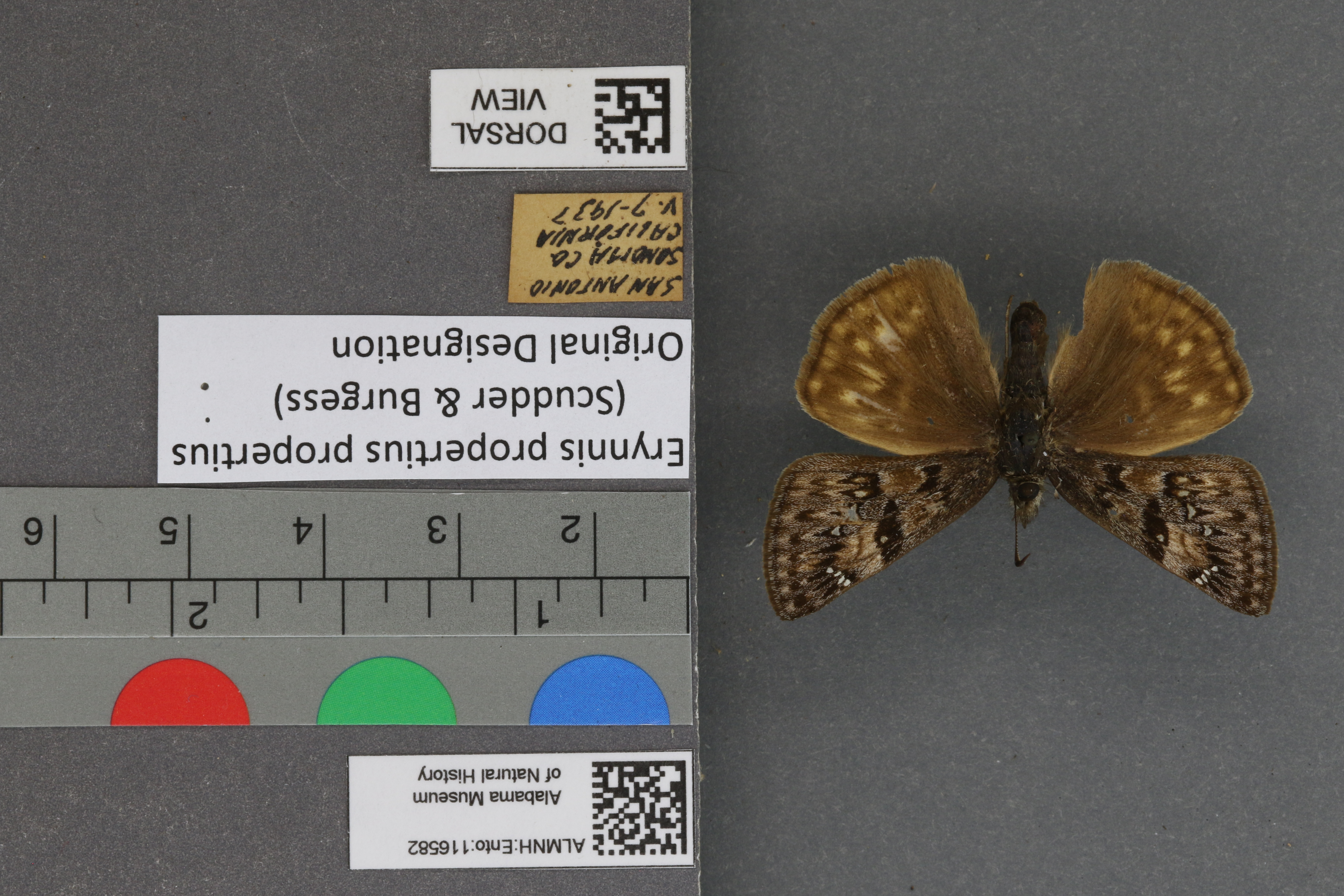 Erynnis propertius