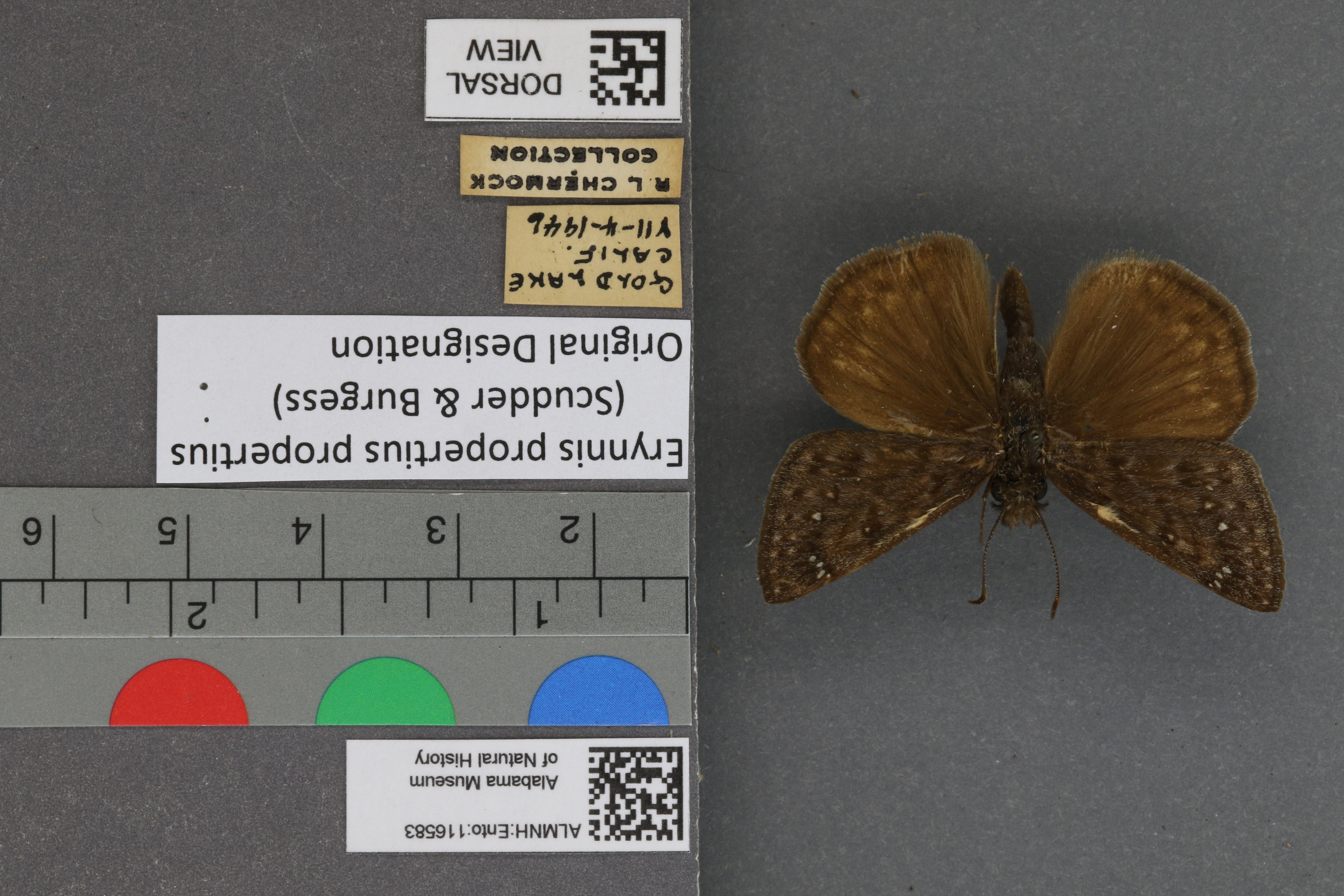 Erynnis propertius