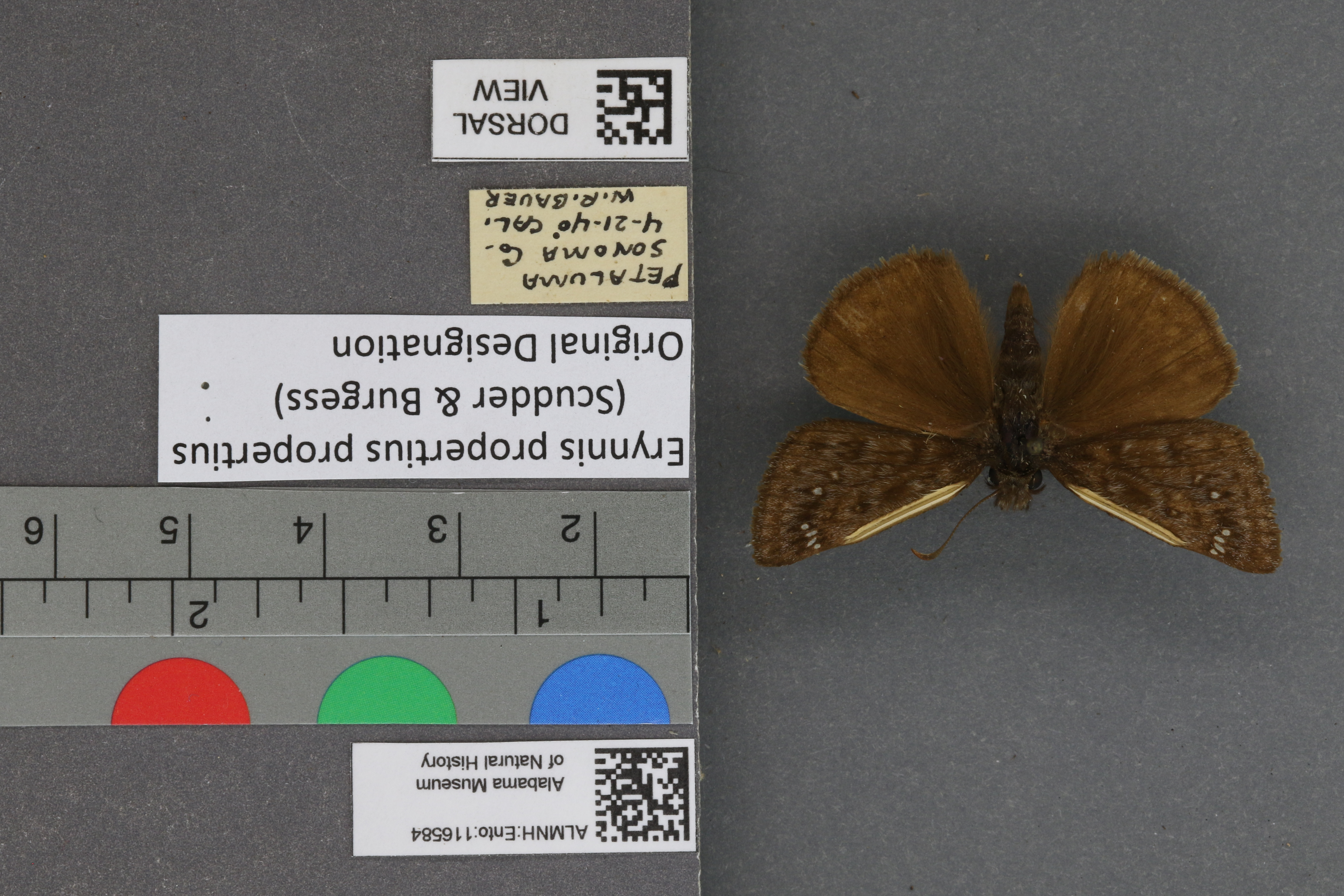 Erynnis propertius