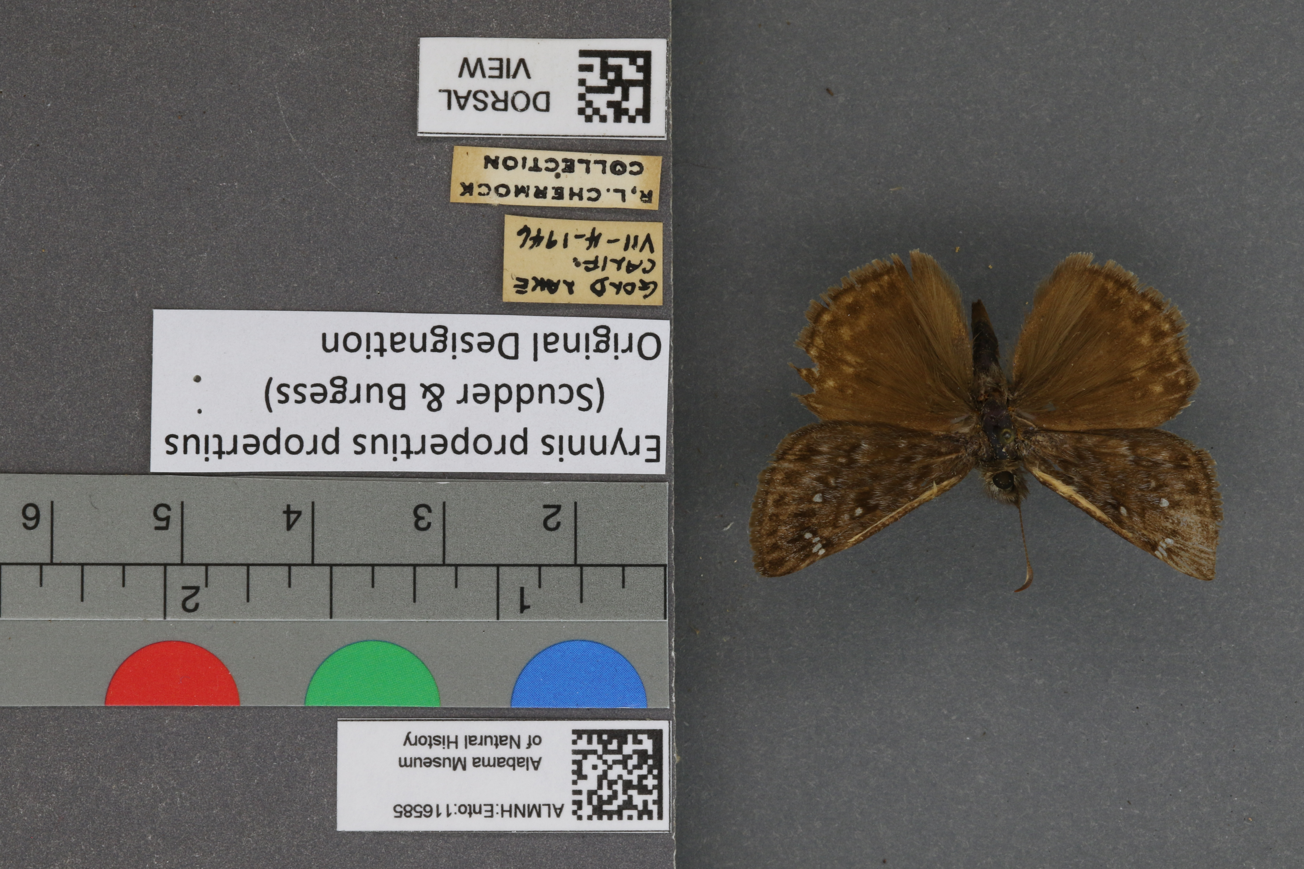 Erynnis propertius