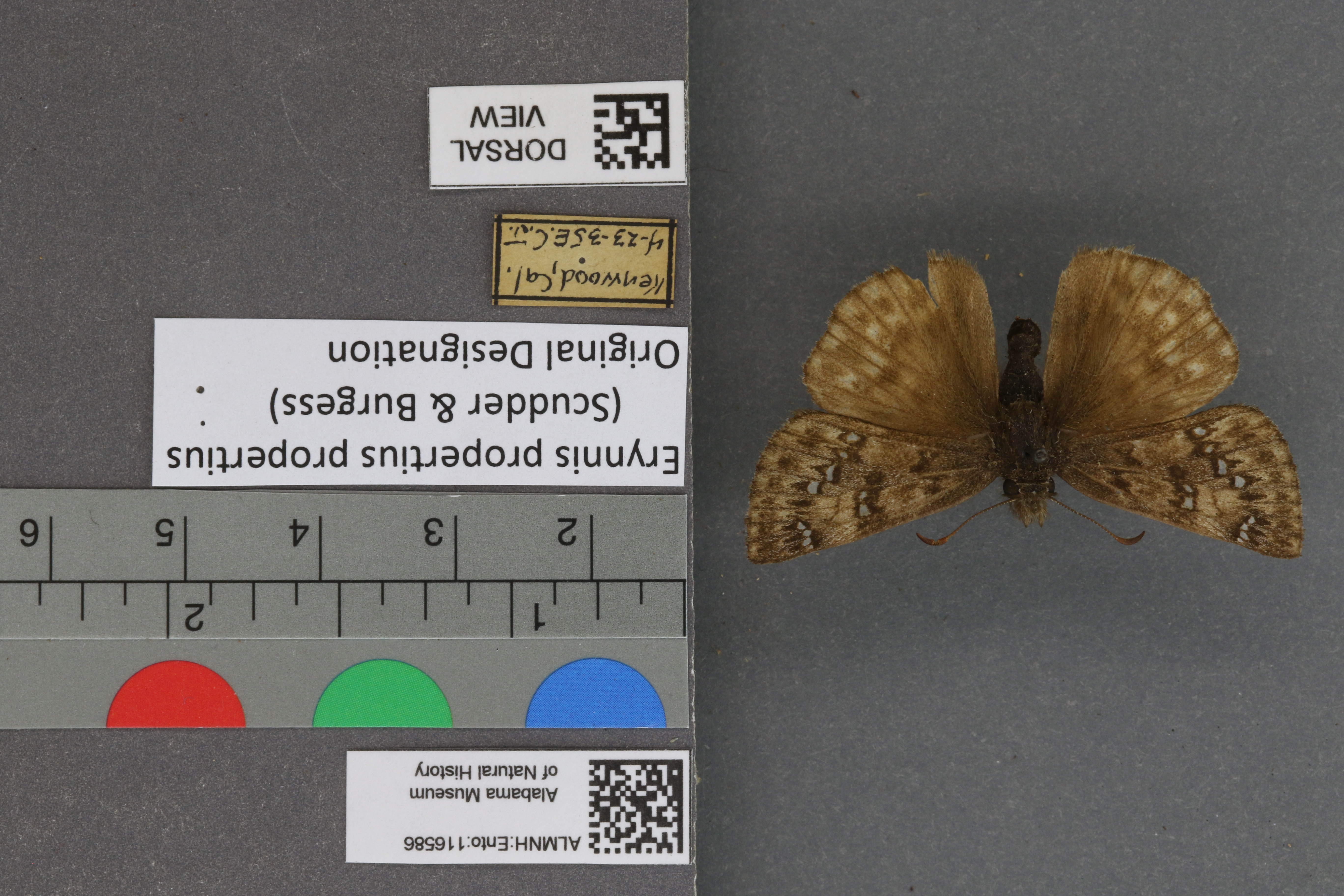 Erynnis propertius