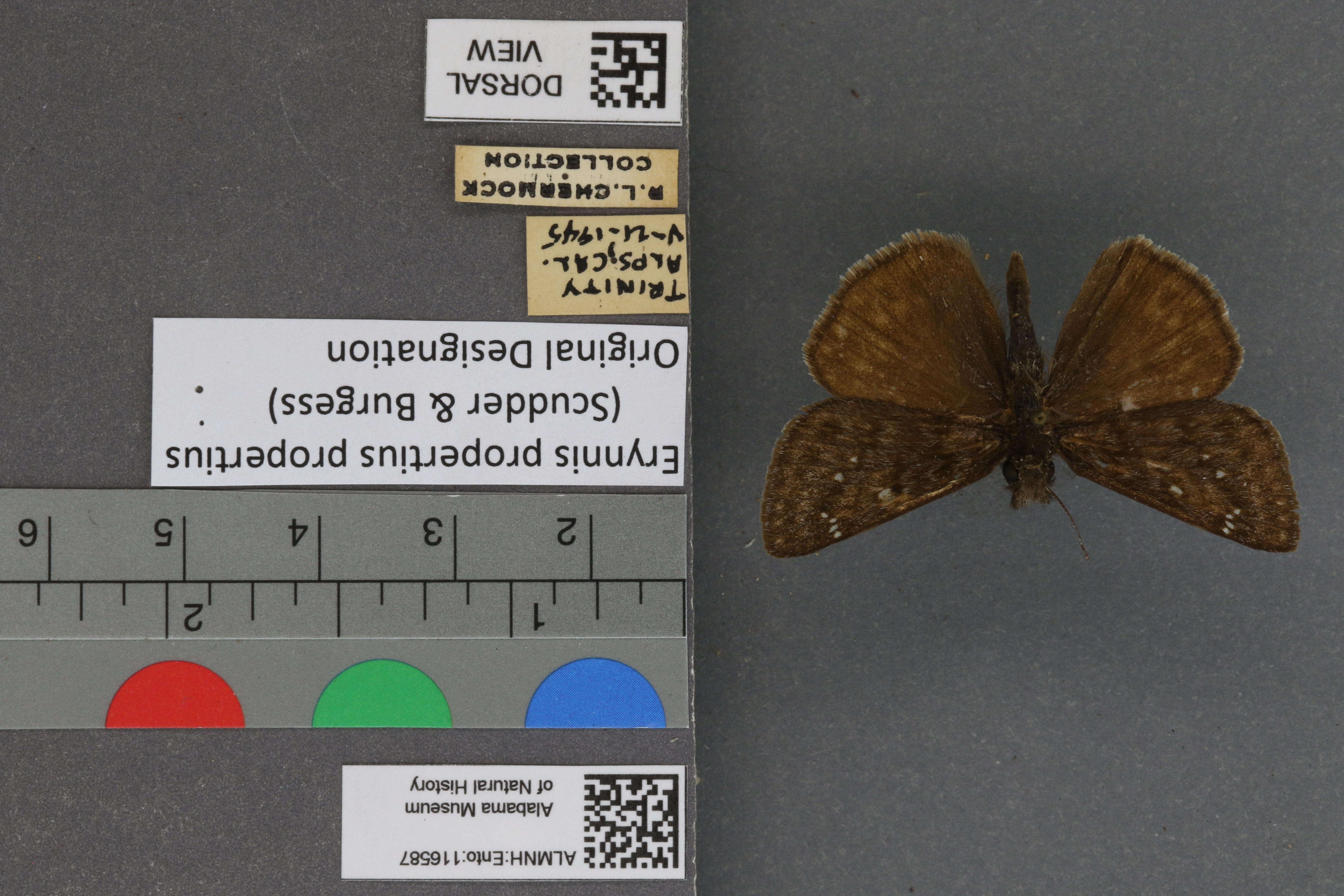 Erynnis propertius