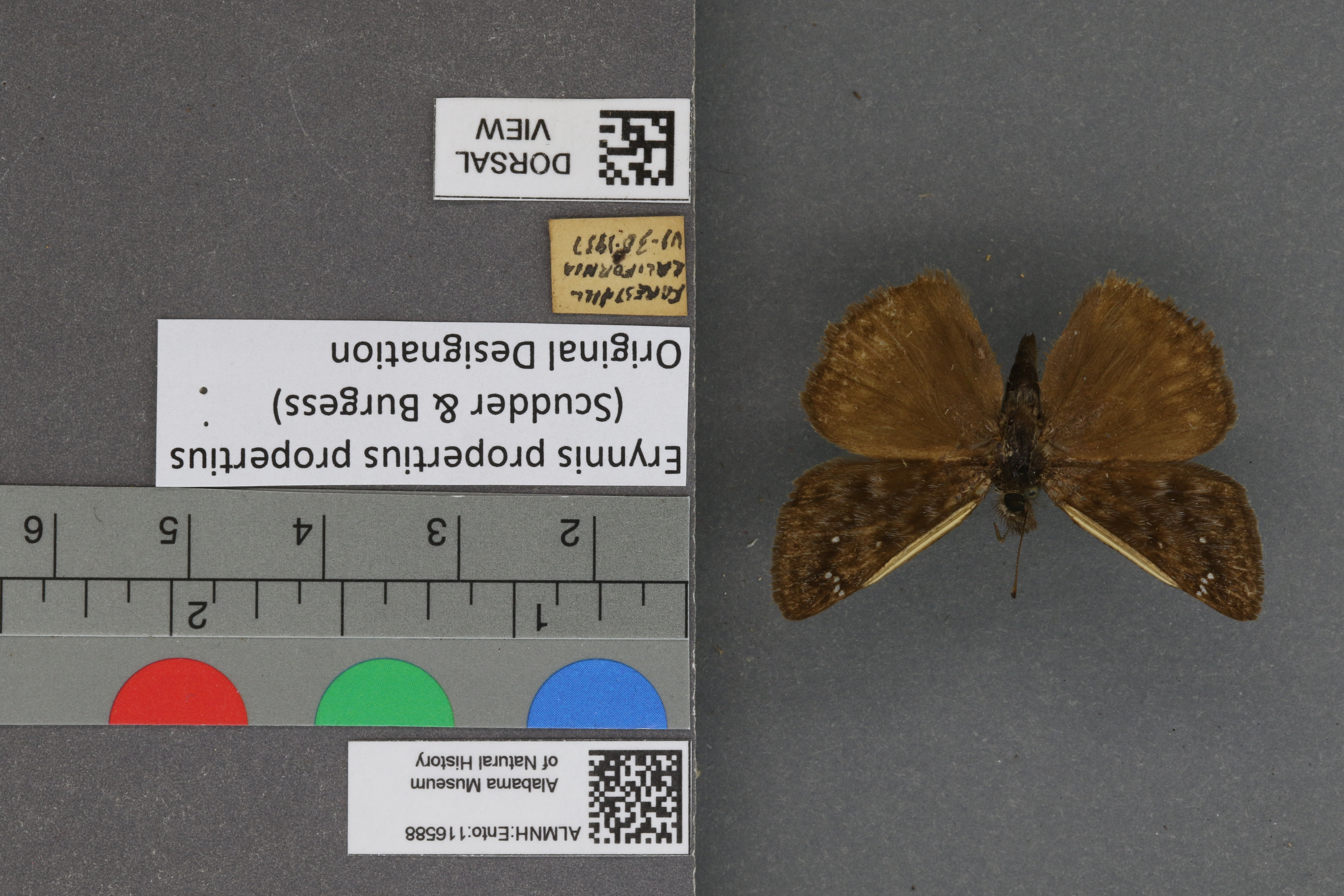 Erynnis propertius