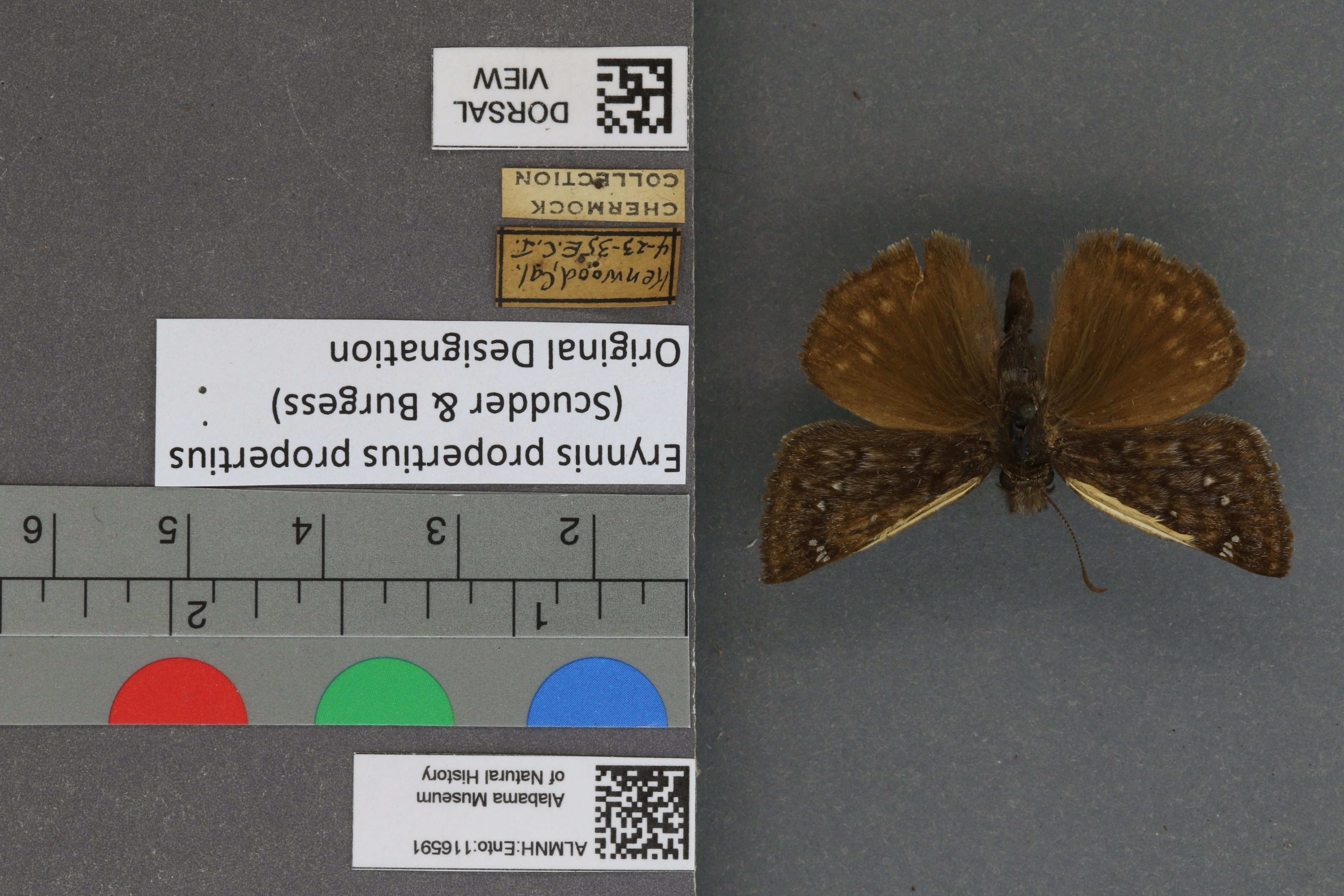 Erynnis propertius