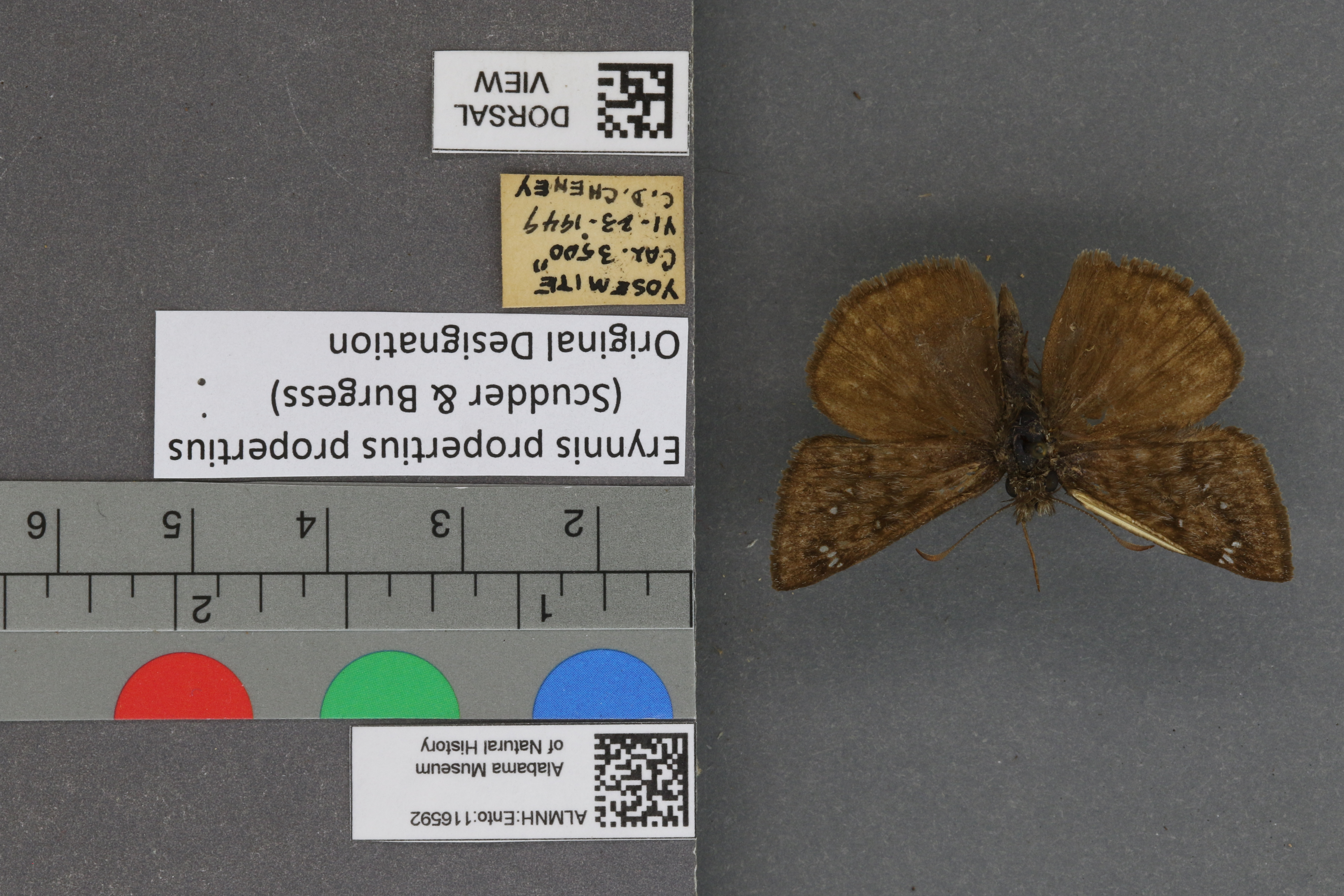 Erynnis propertius