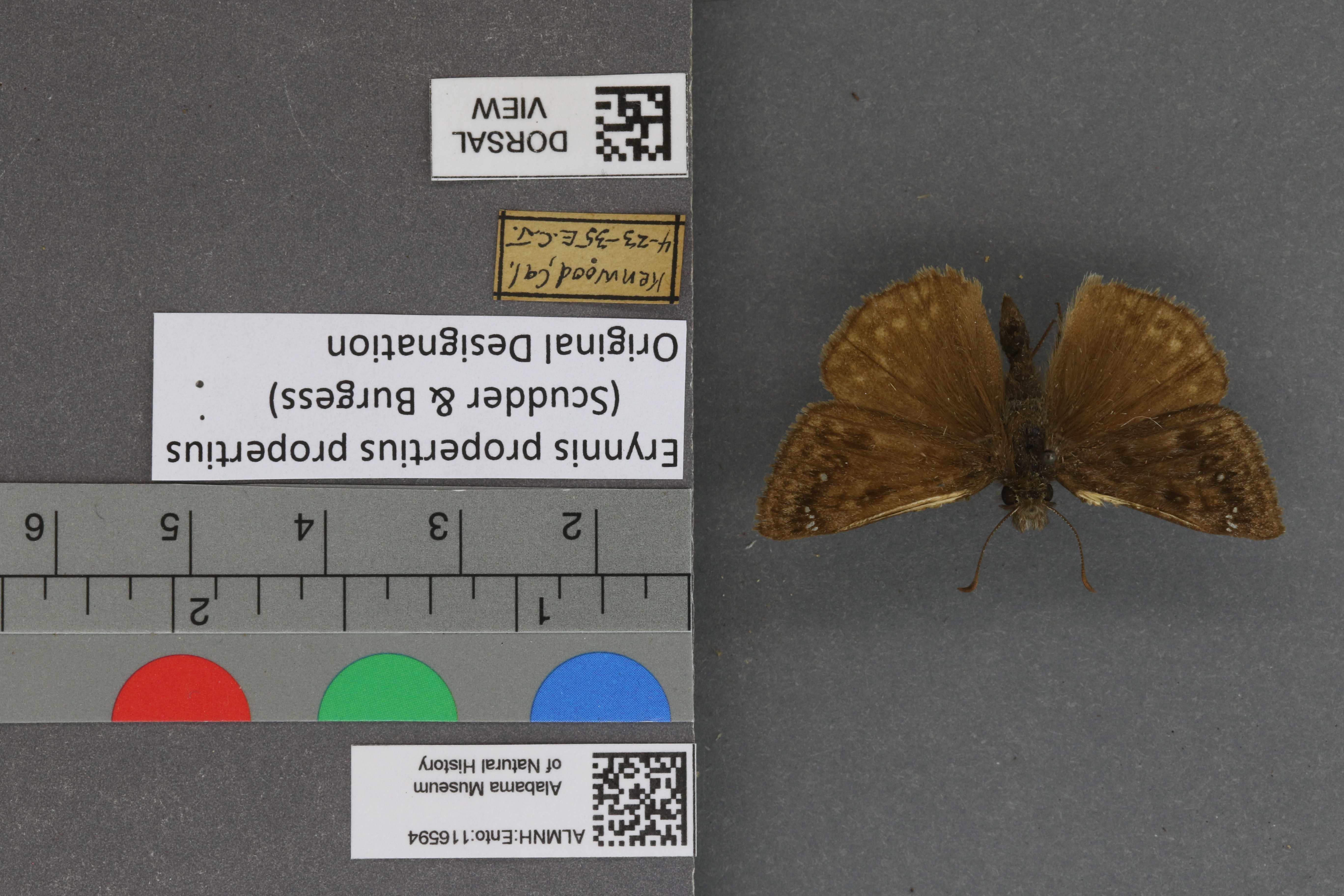 Erynnis propertius