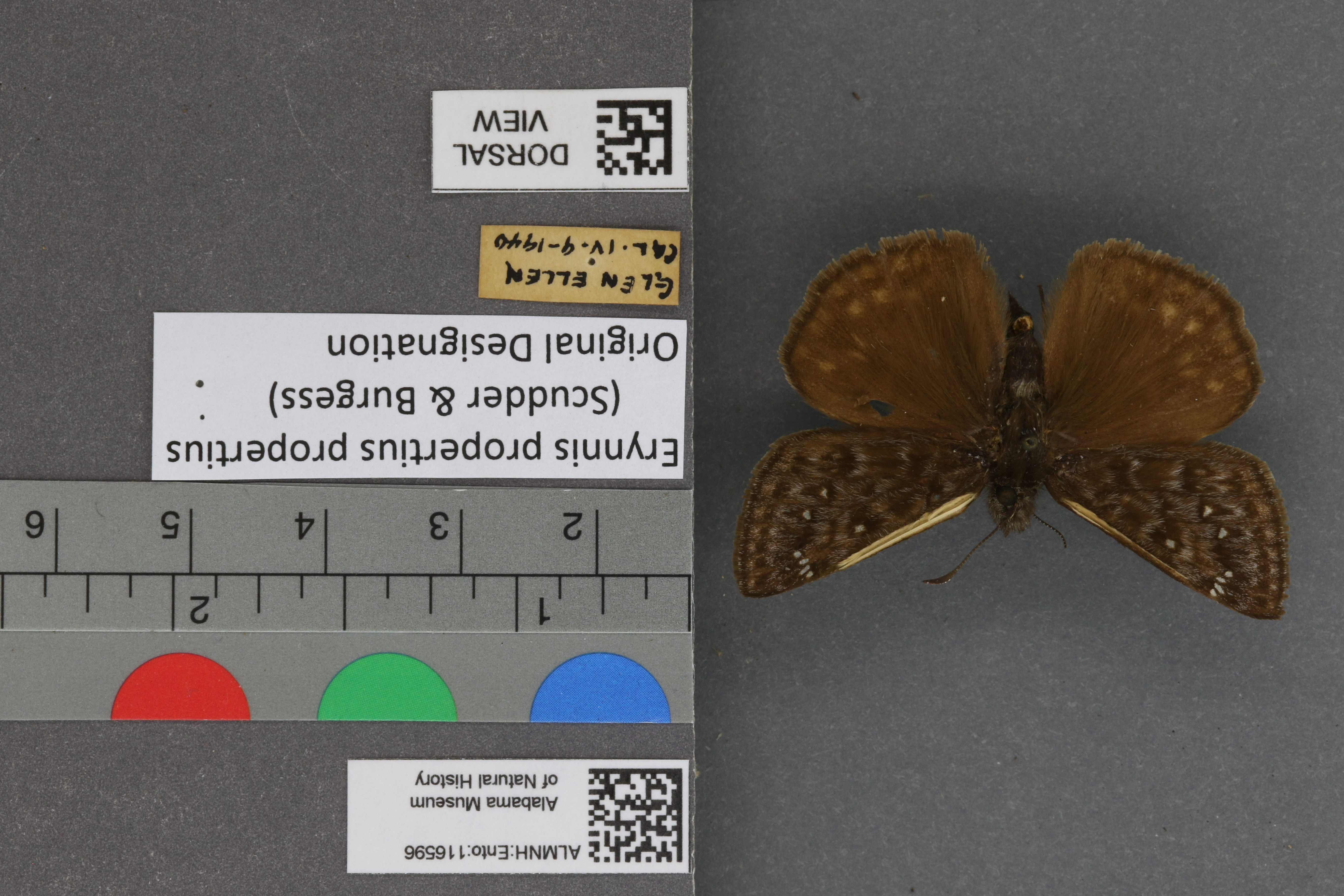 Erynnis propertius