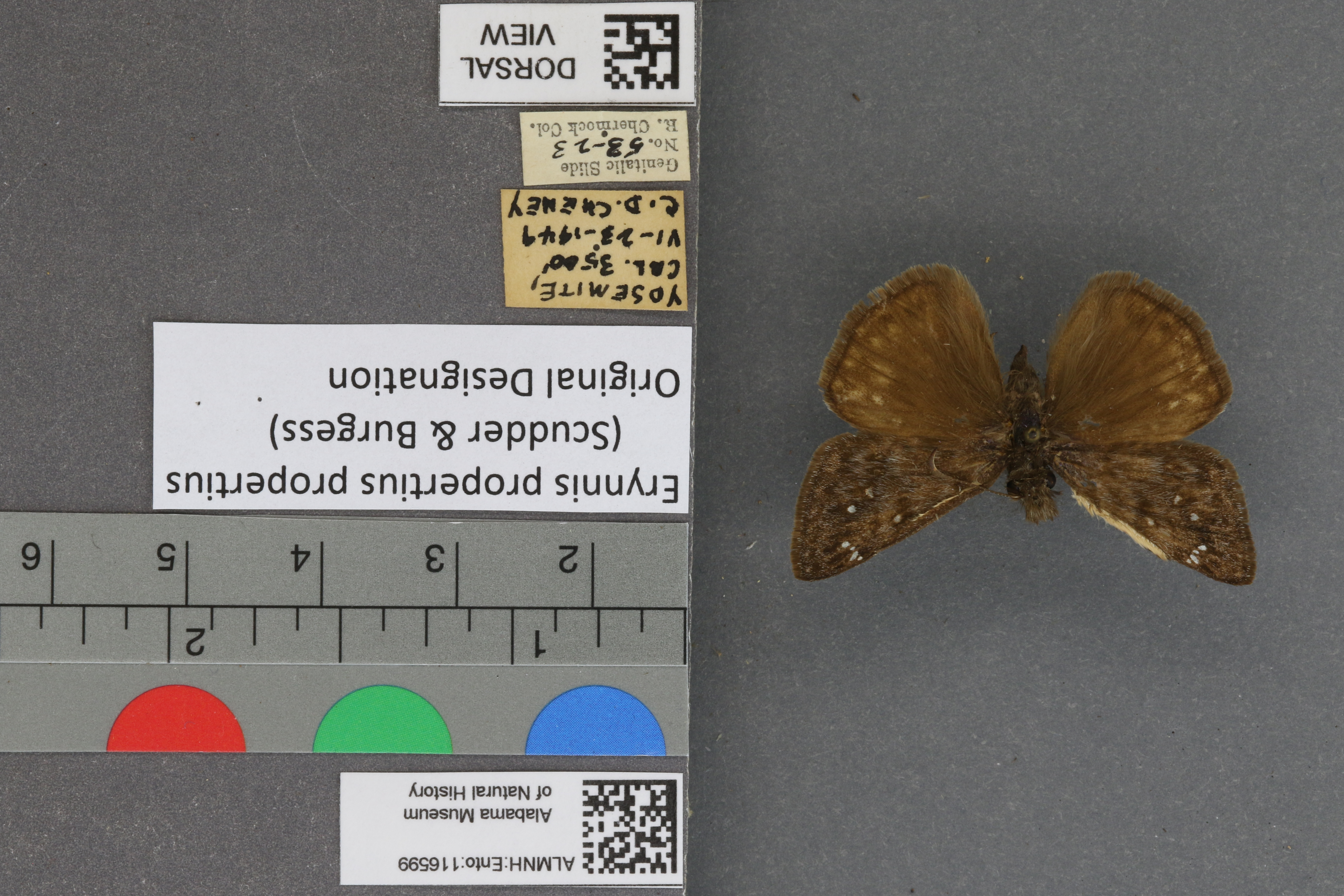 Erynnis propertius