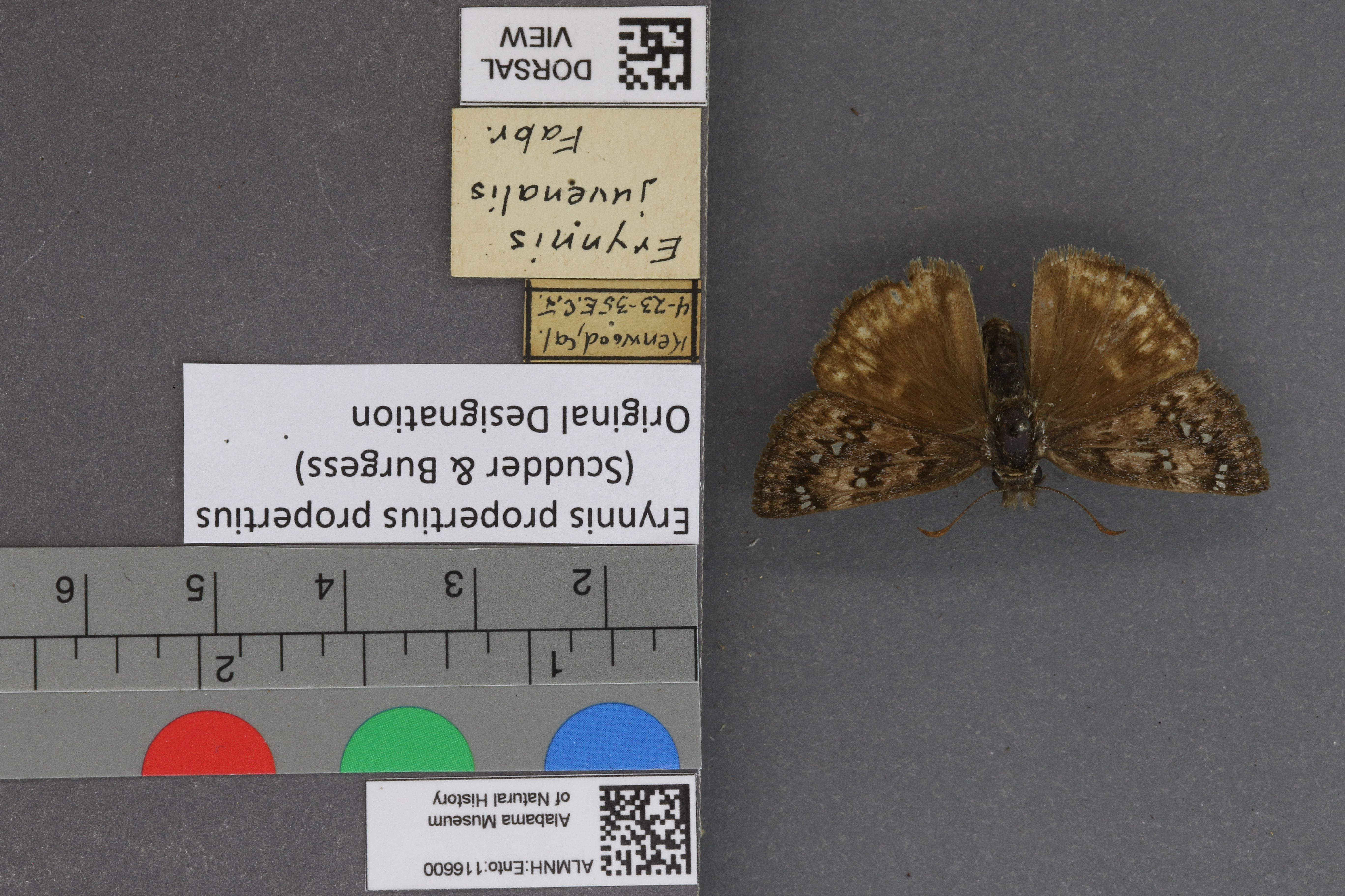 Erynnis propertius