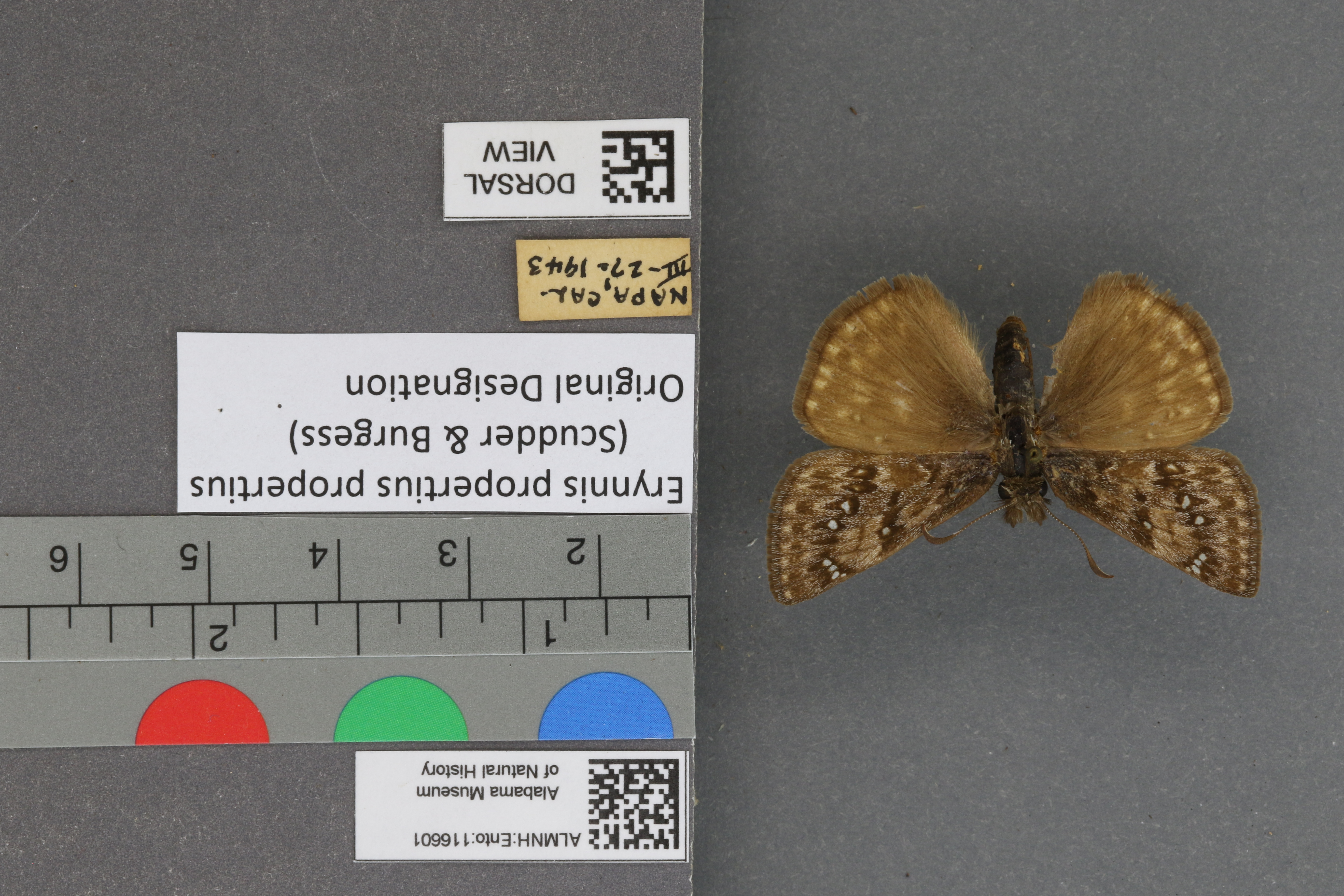 Erynnis propertius