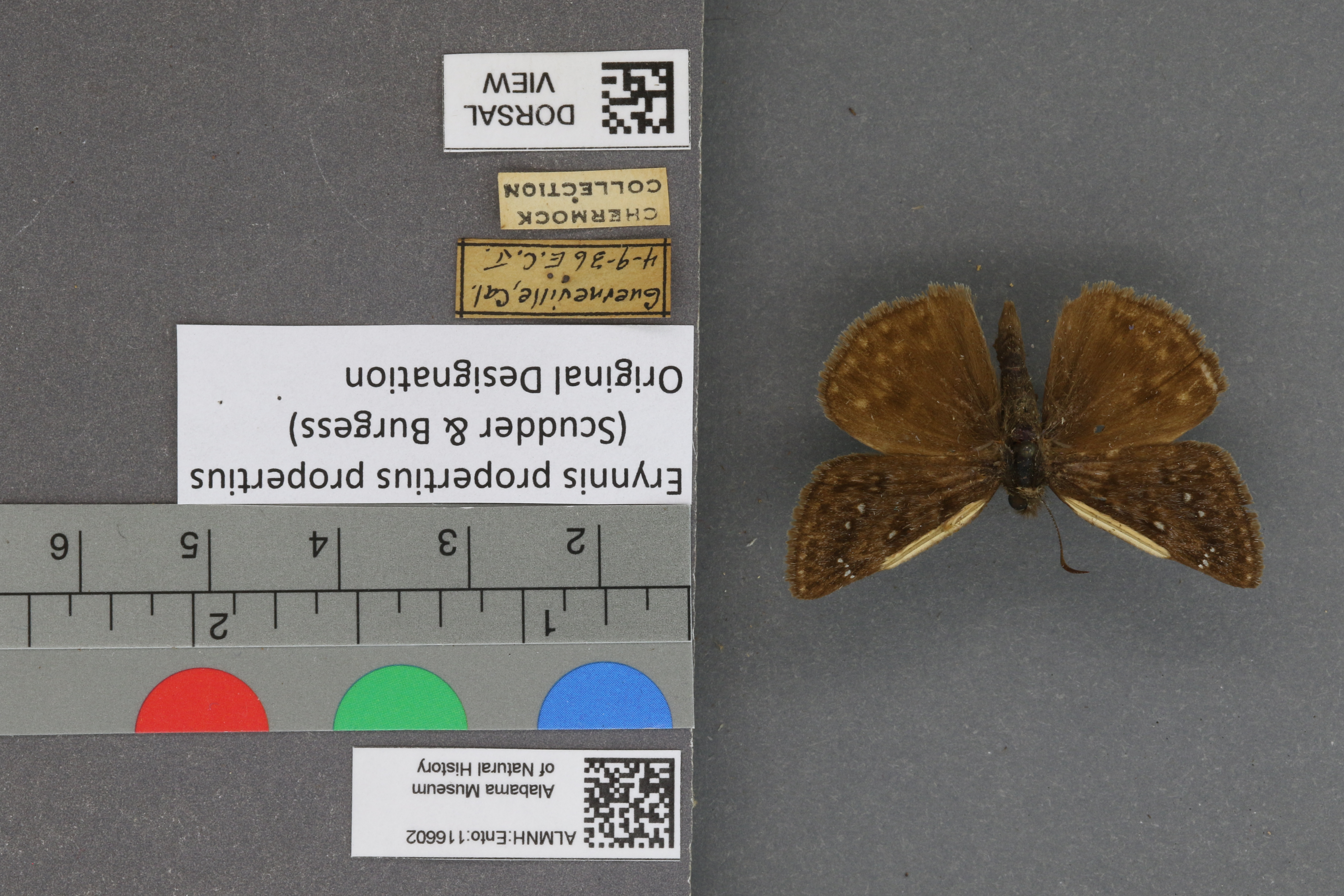 Erynnis propertius