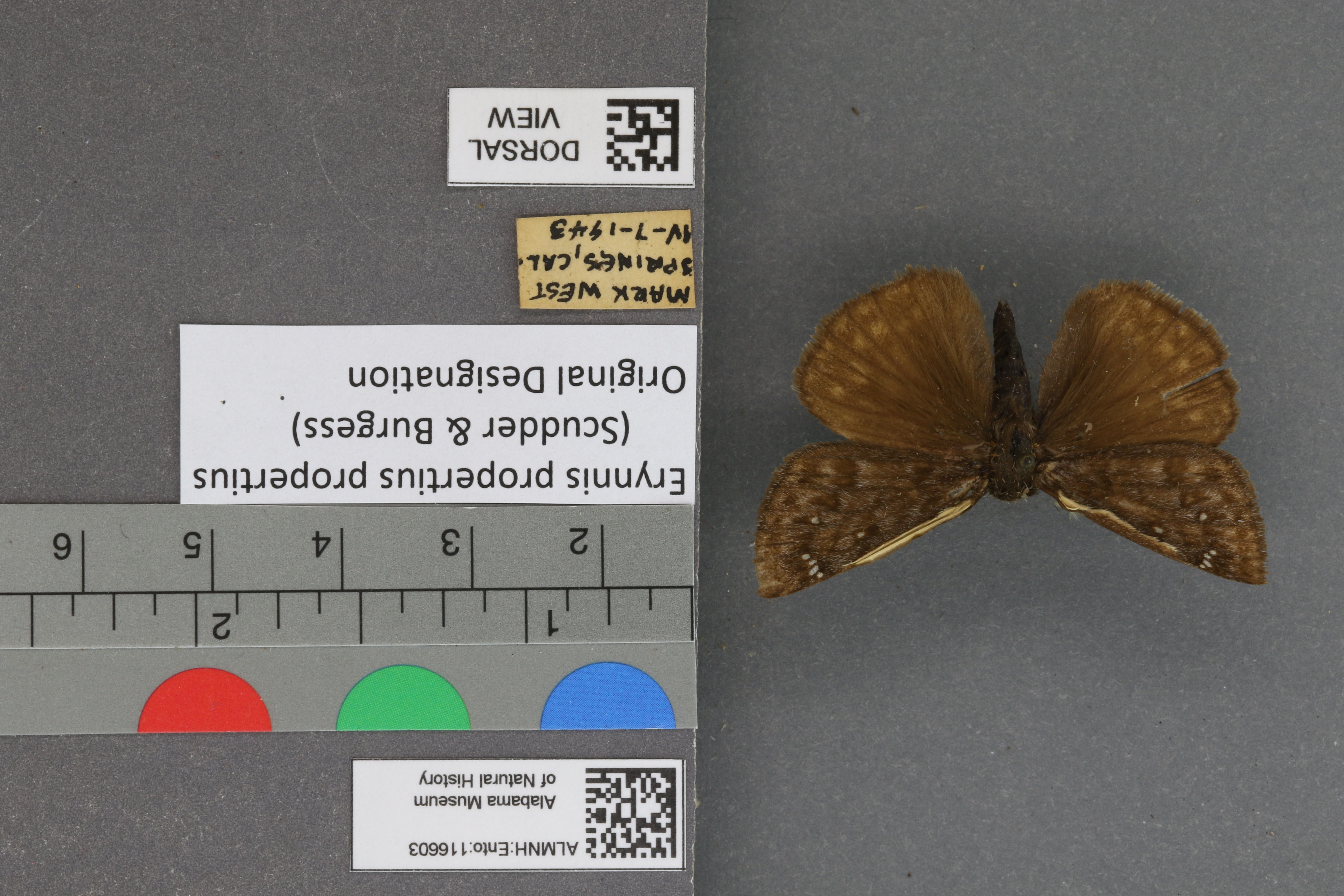 Erynnis propertius