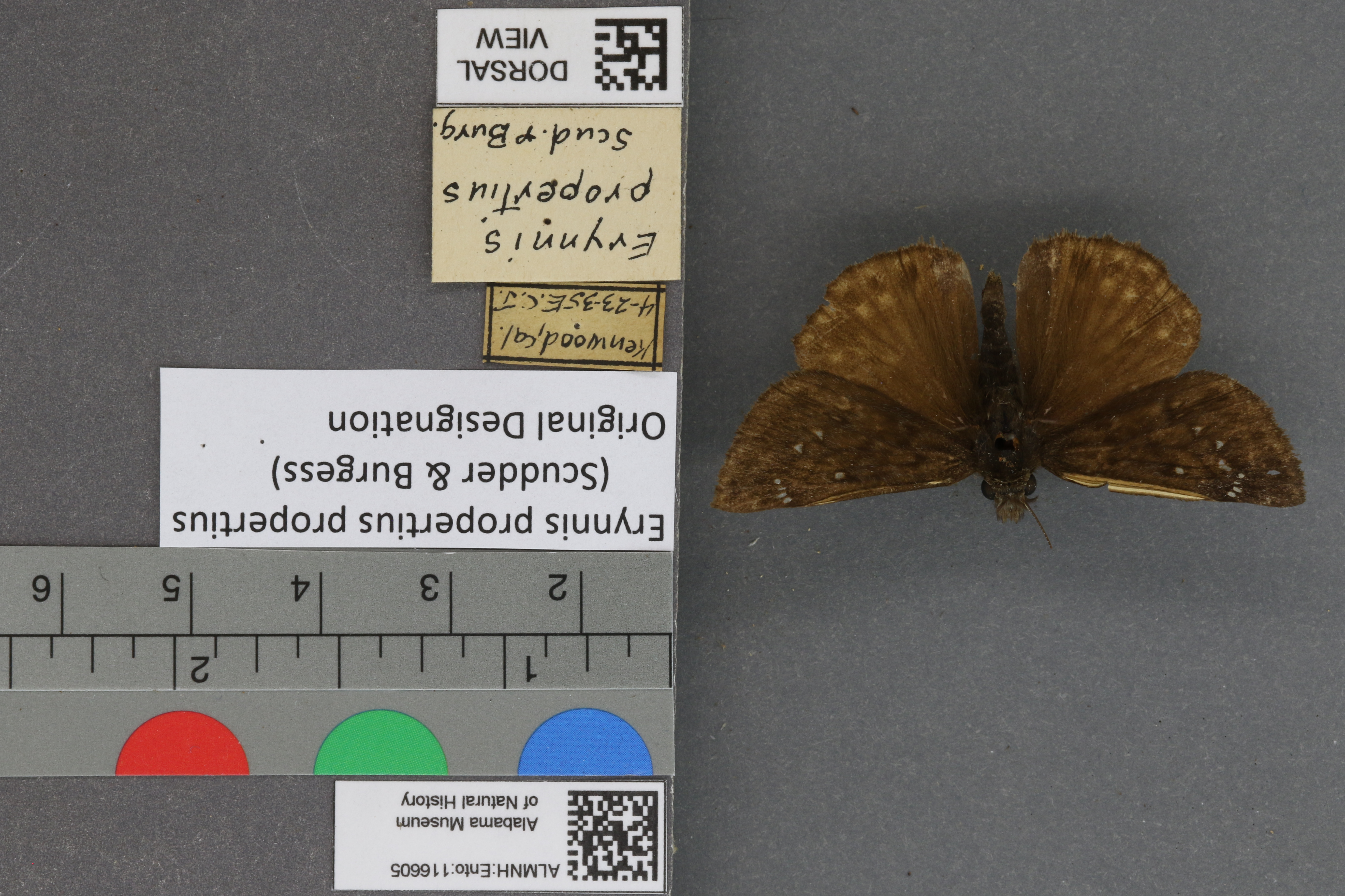 Erynnis propertius