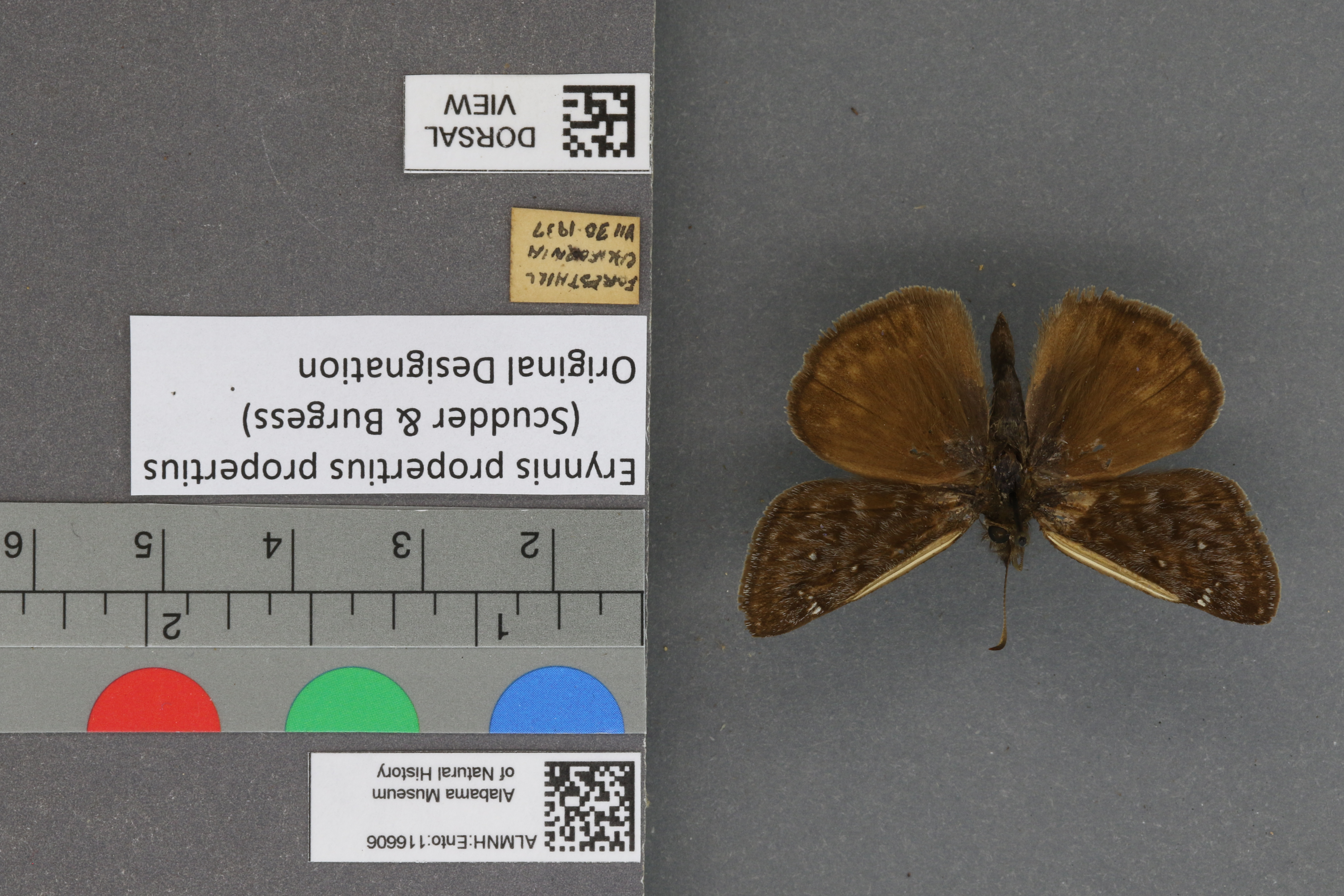 Erynnis propertius