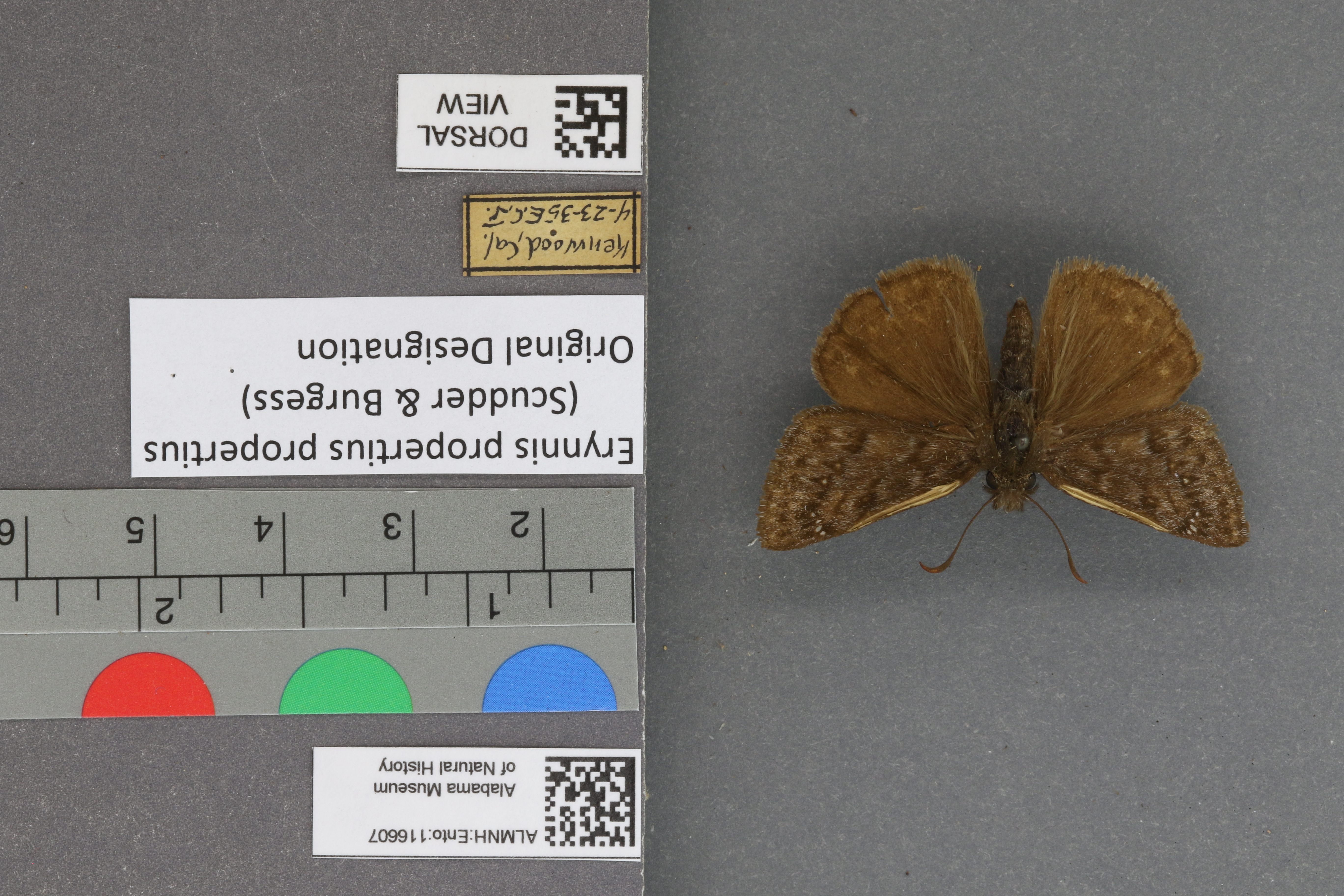 Erynnis propertius