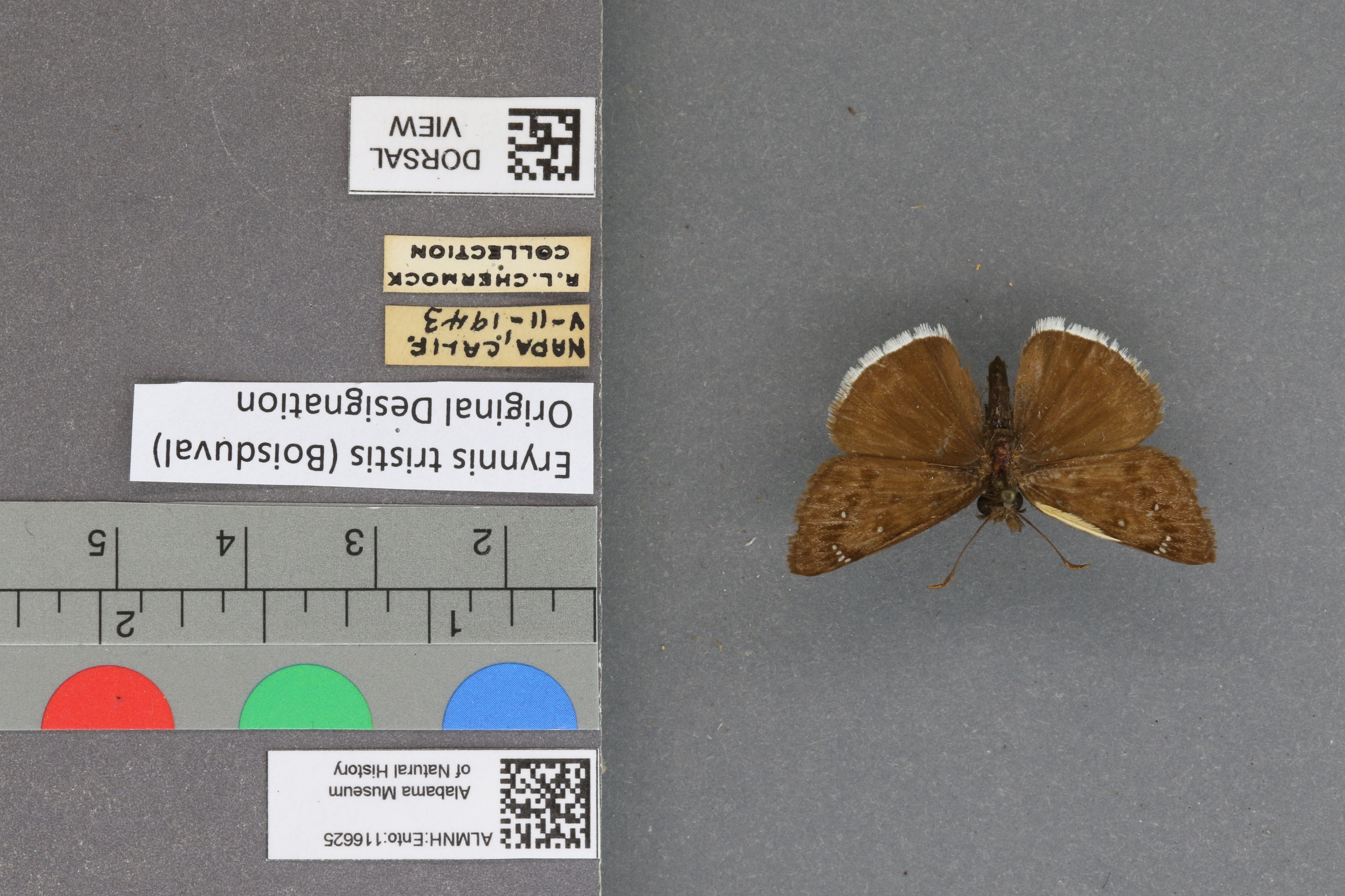 Erynnis tristis
