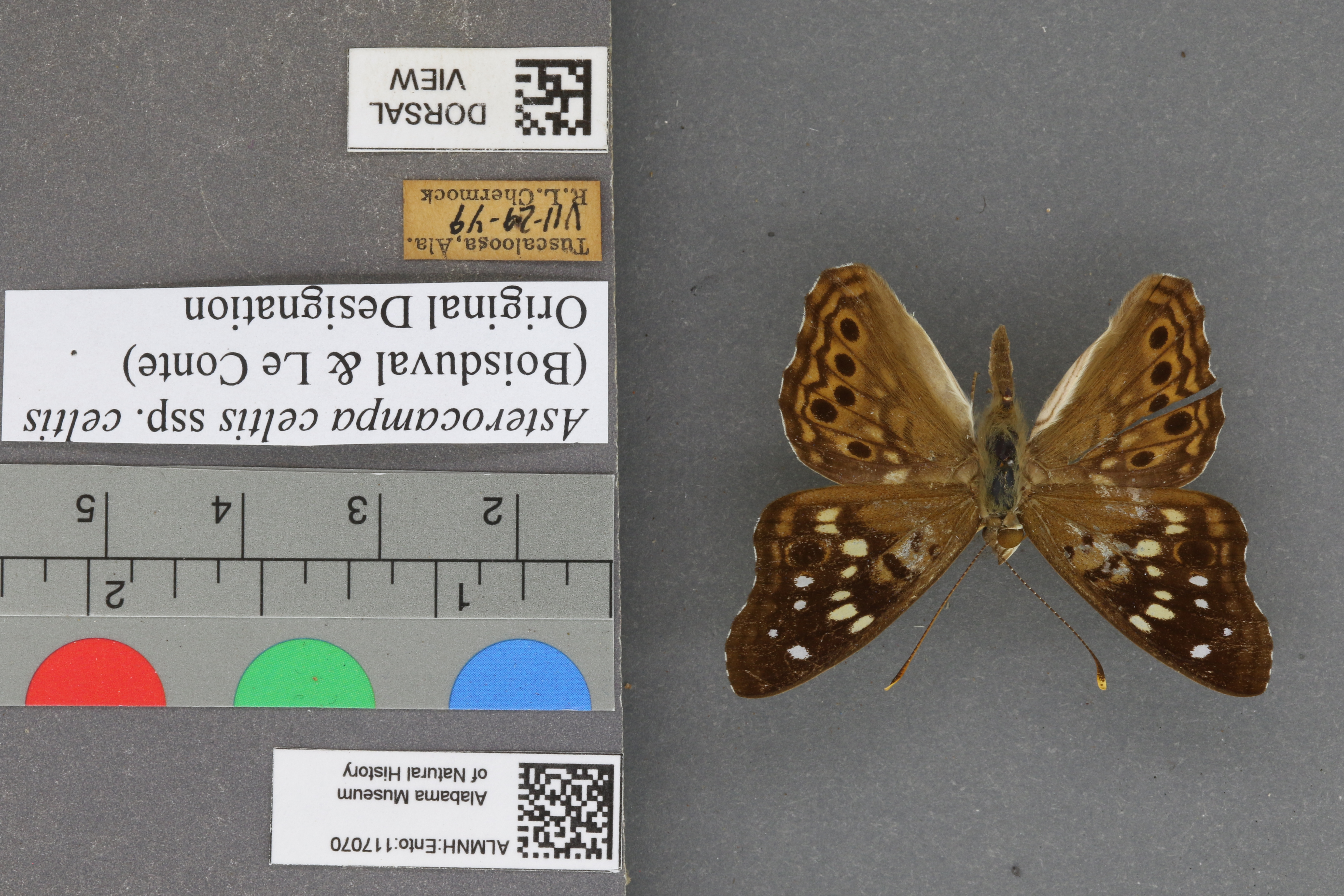 Asterocampa celtis