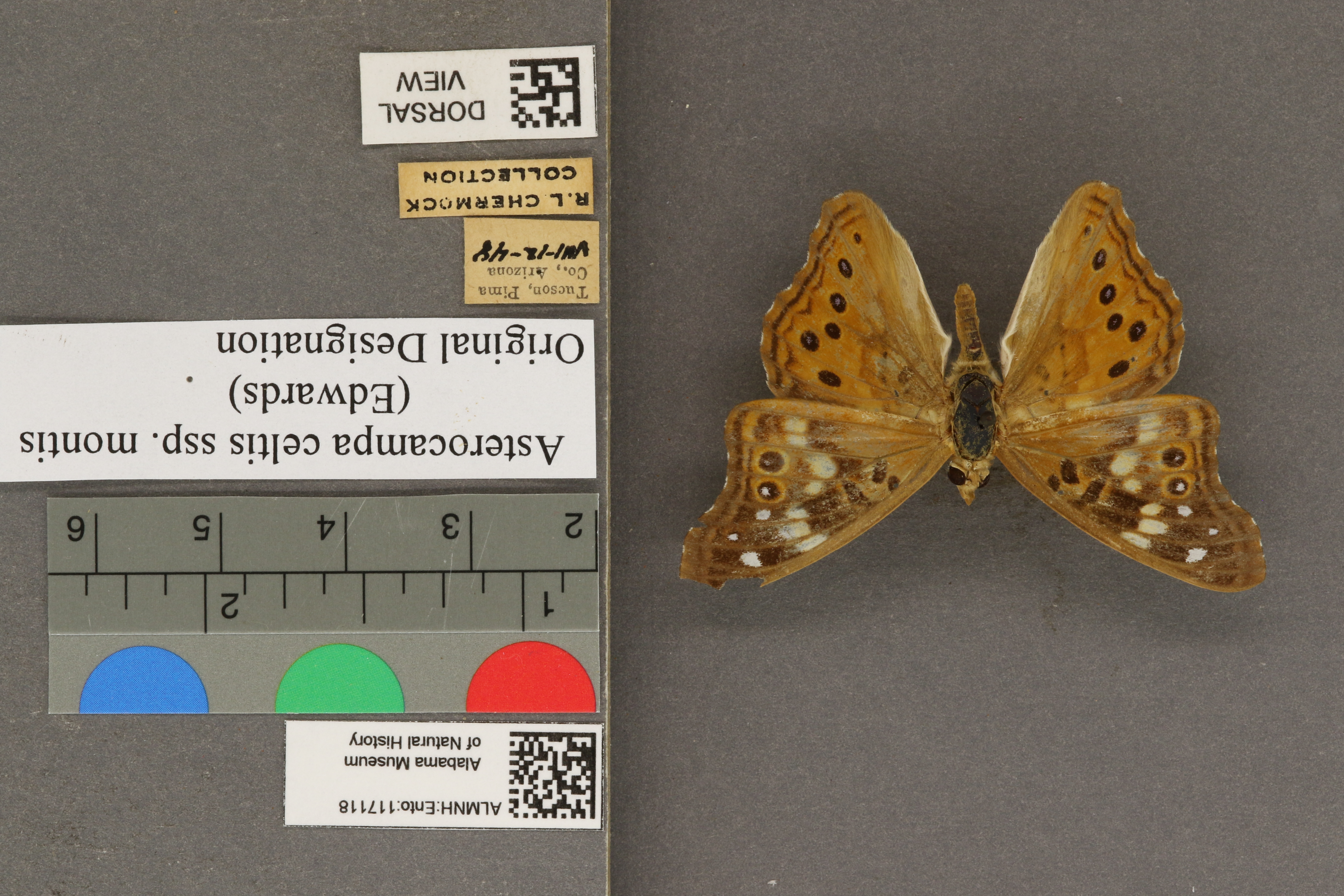 Asterocampa celtis