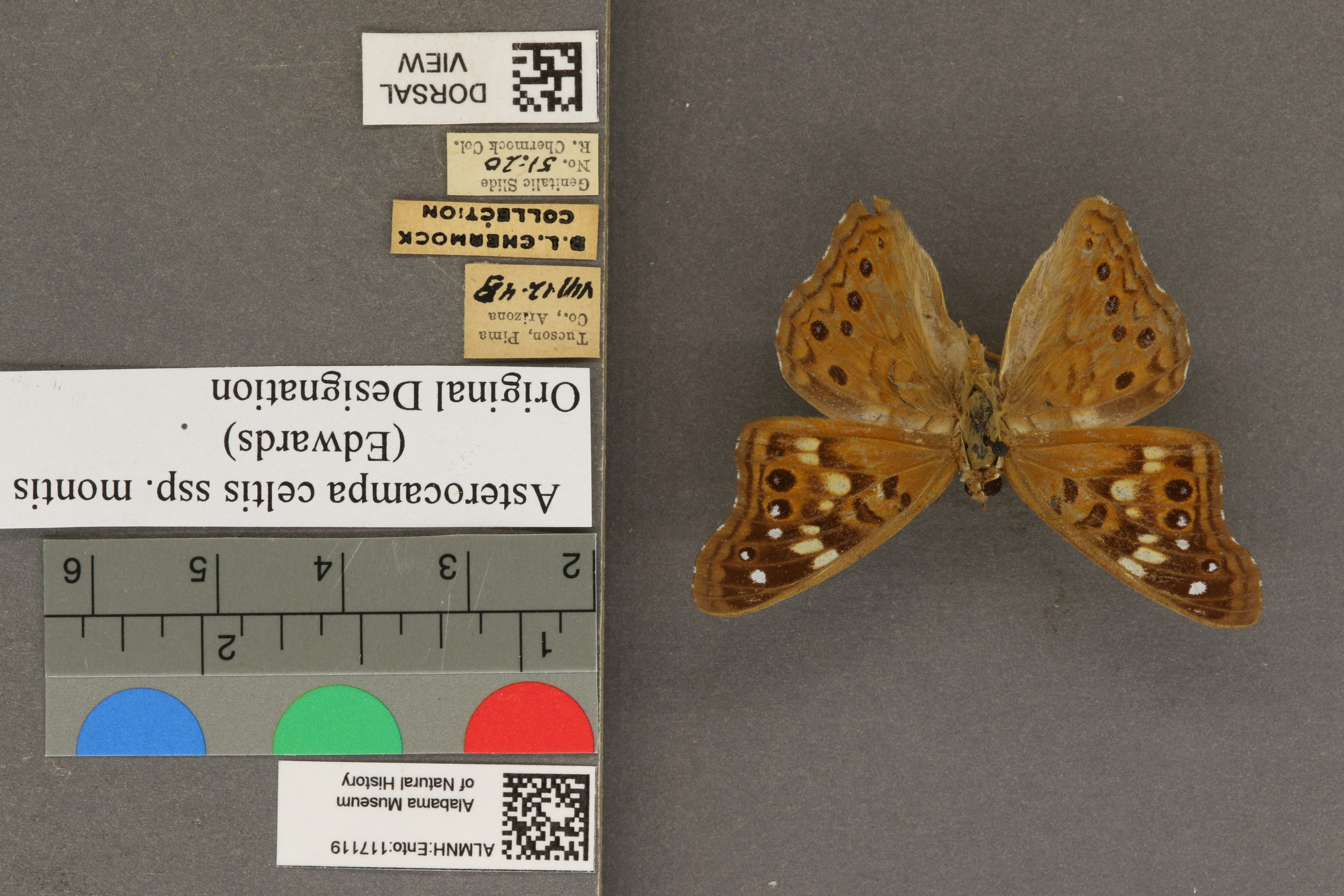 Asterocampa celtis