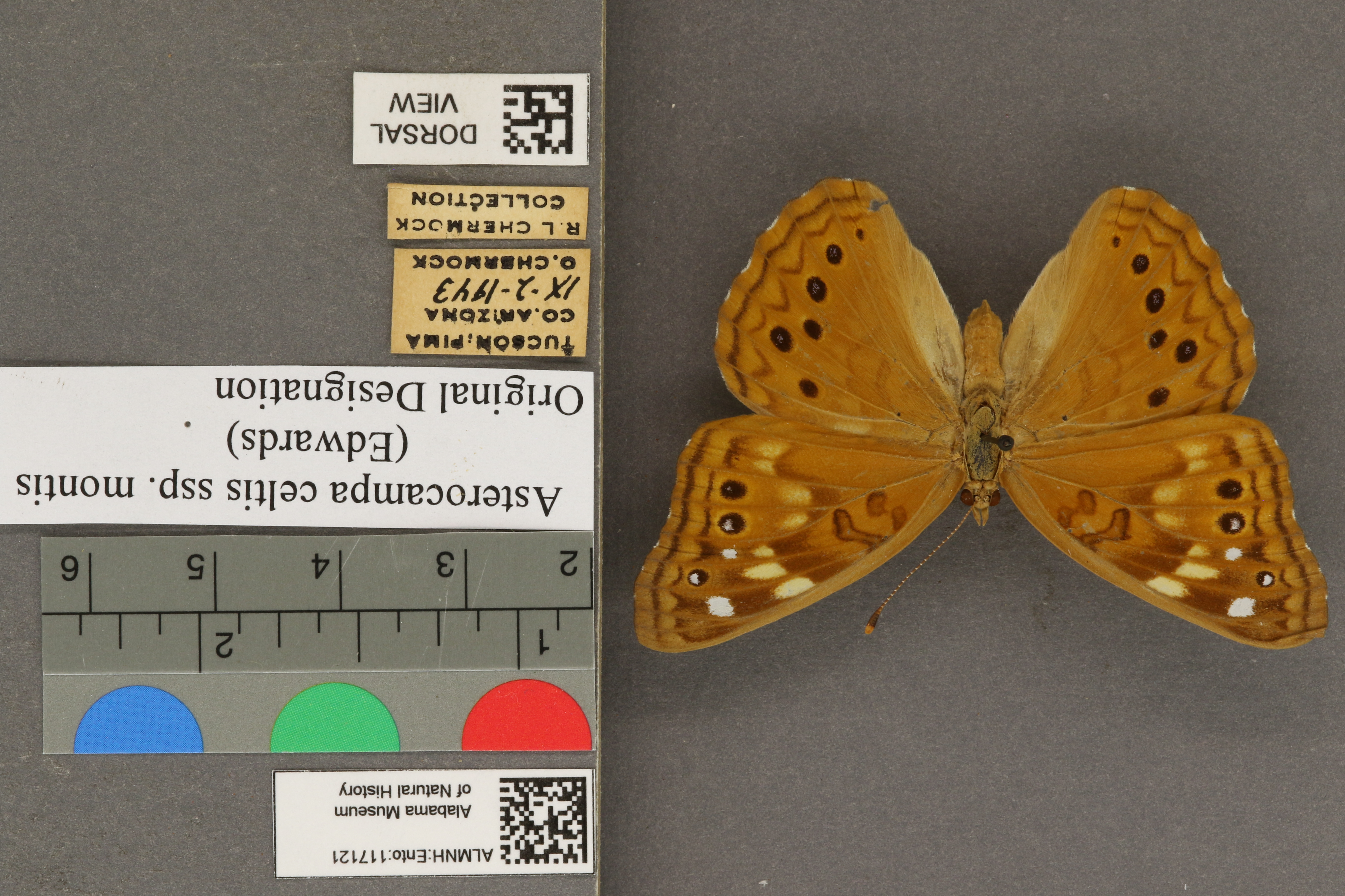 Asterocampa celtis