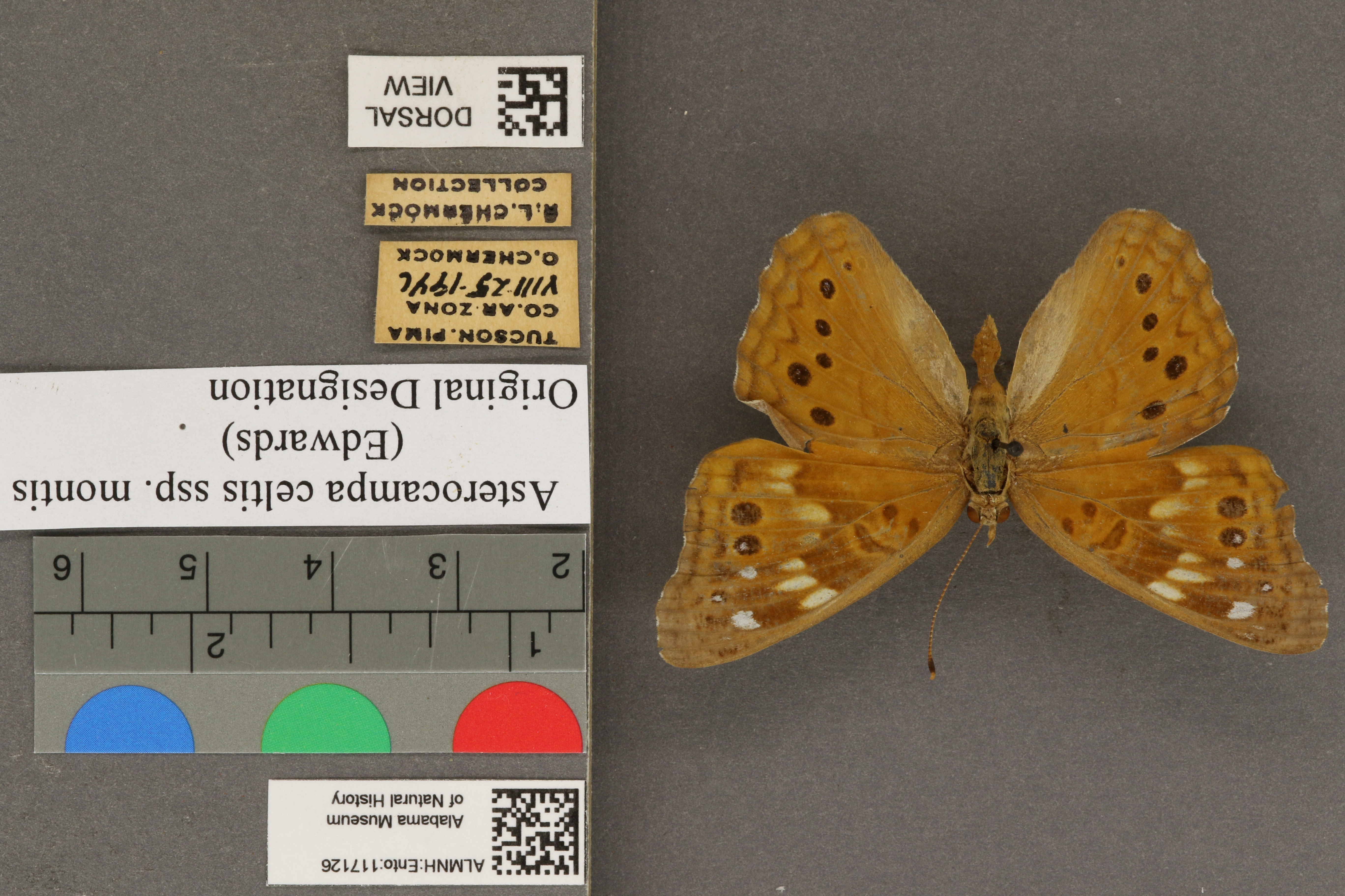 Asterocampa celtis