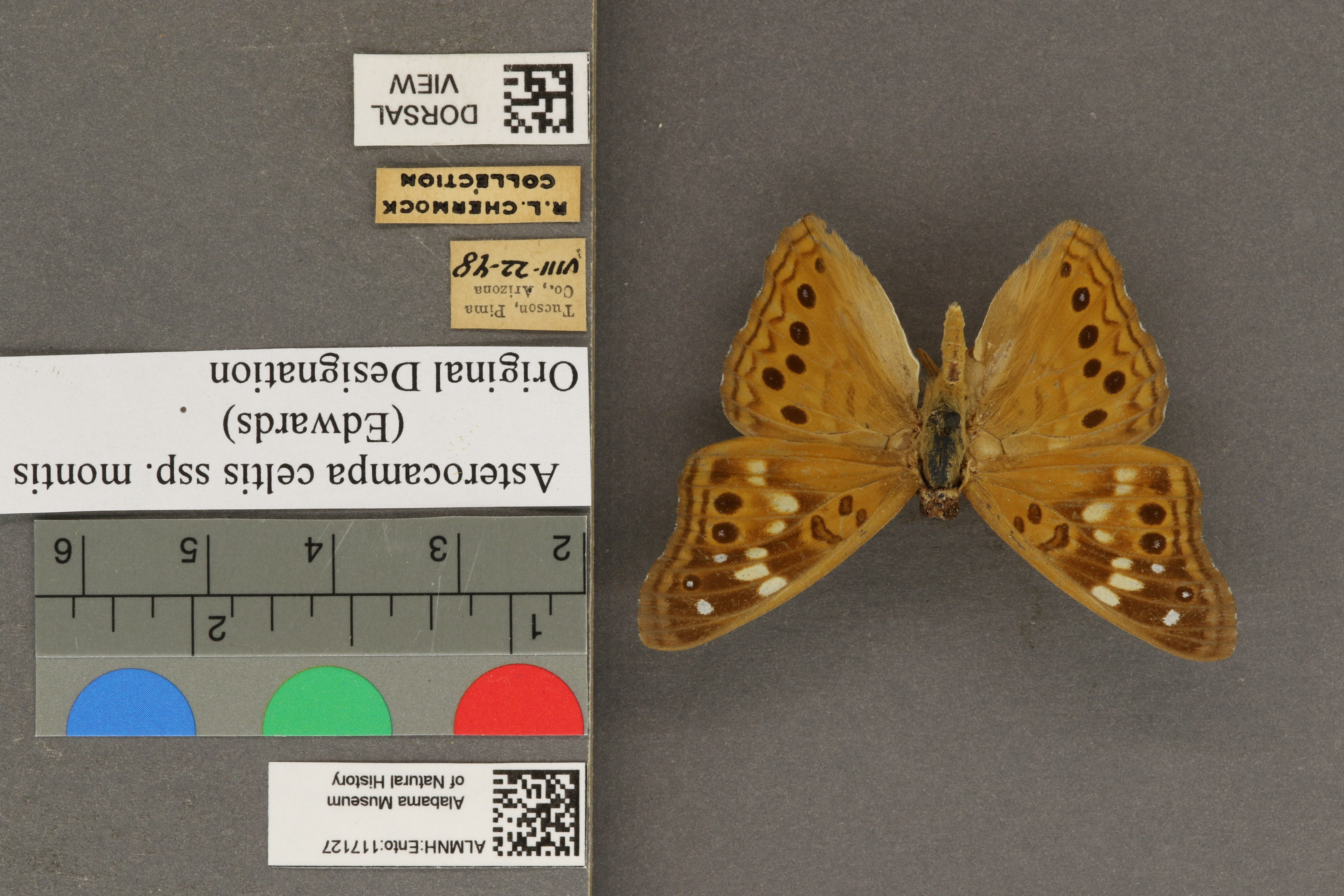 Asterocampa celtis
