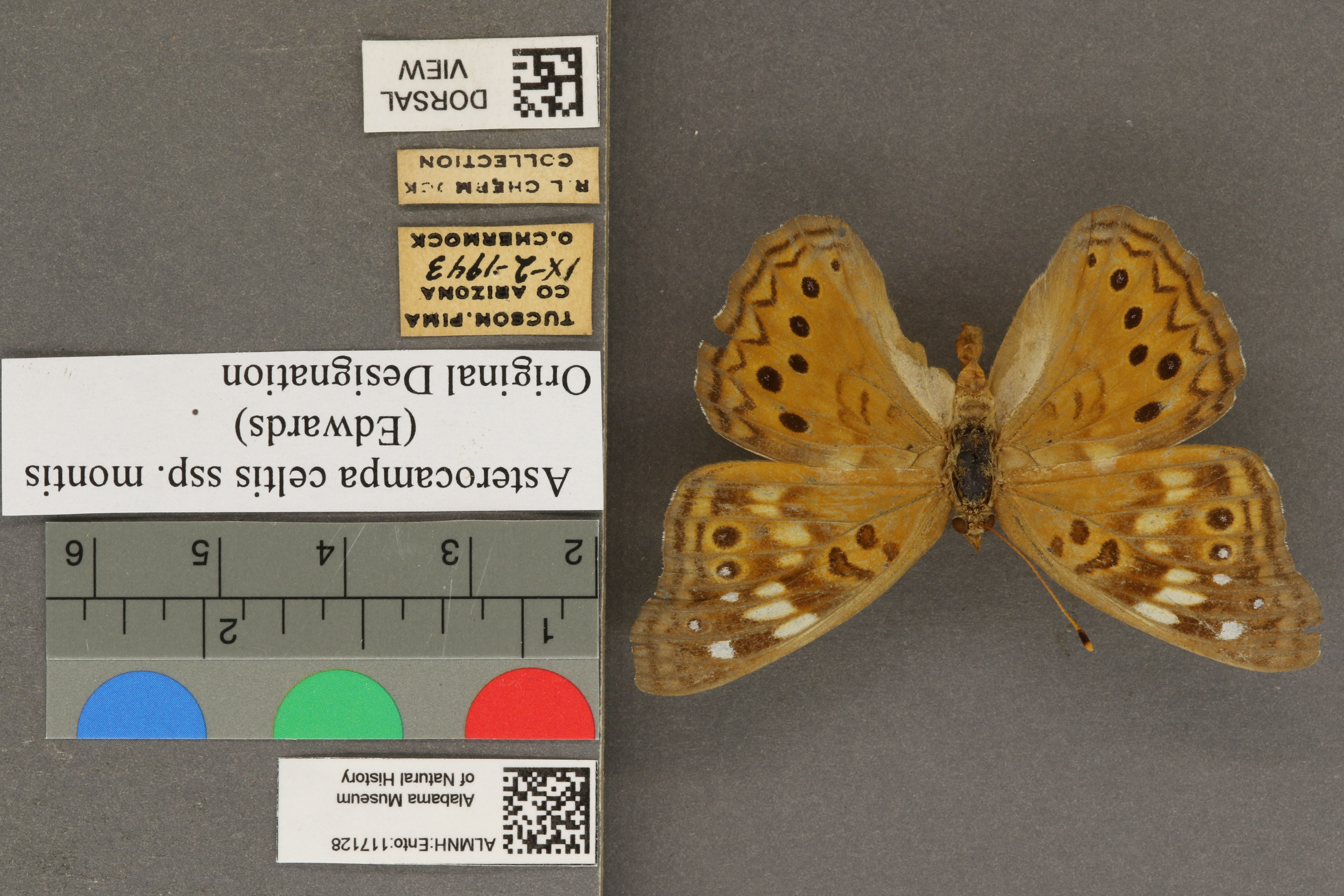 Asterocampa celtis