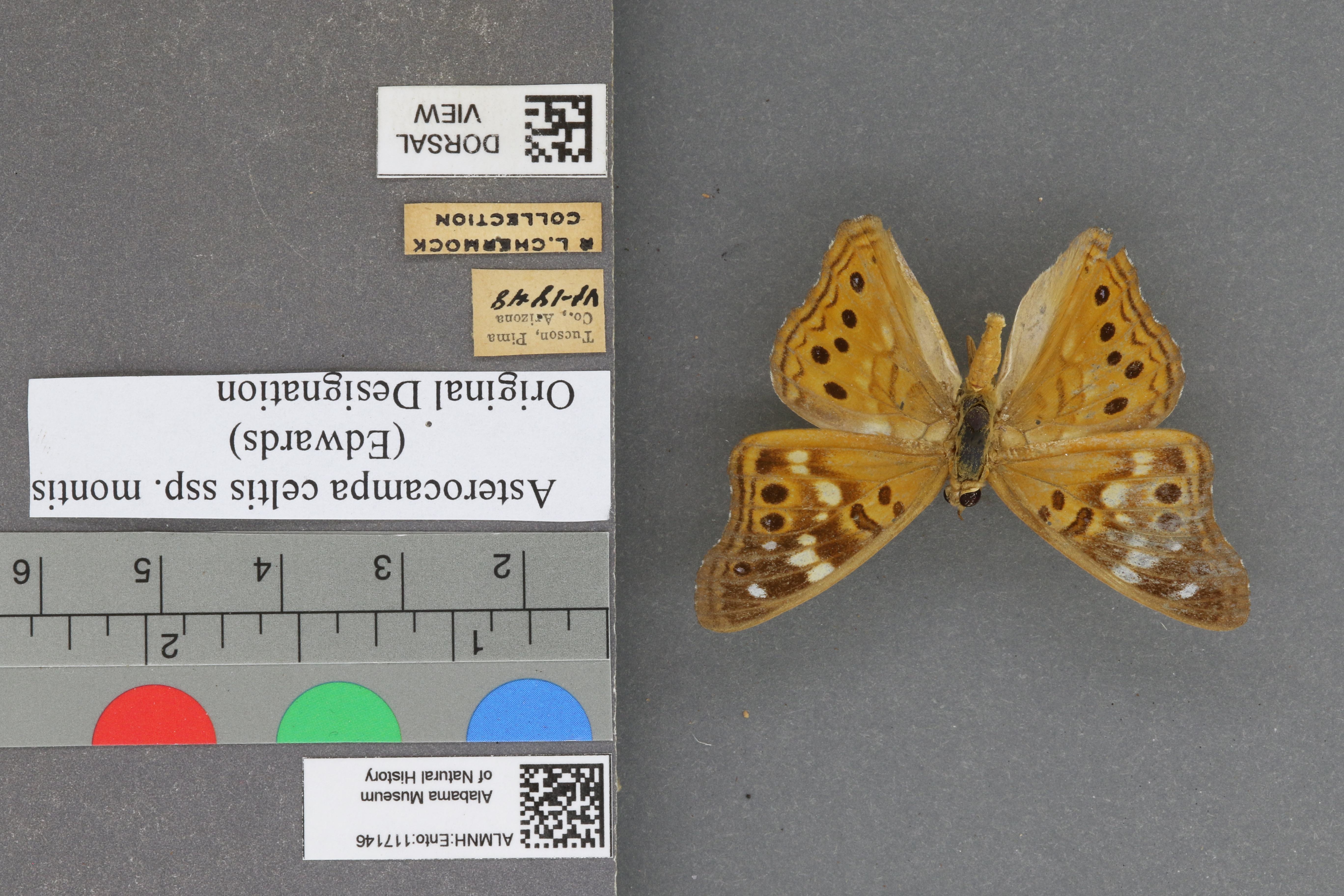 Asterocampa celtis