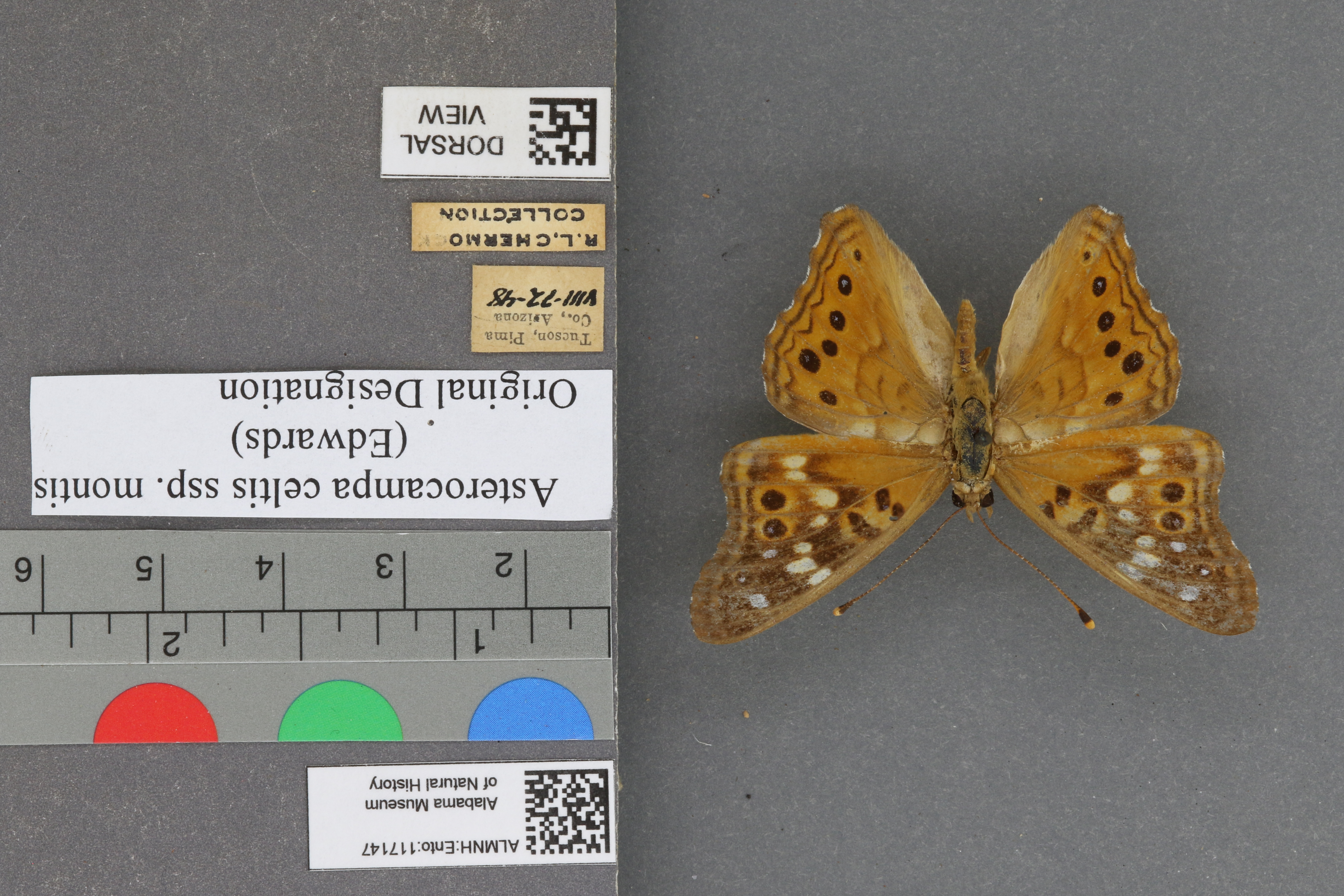 Asterocampa celtis