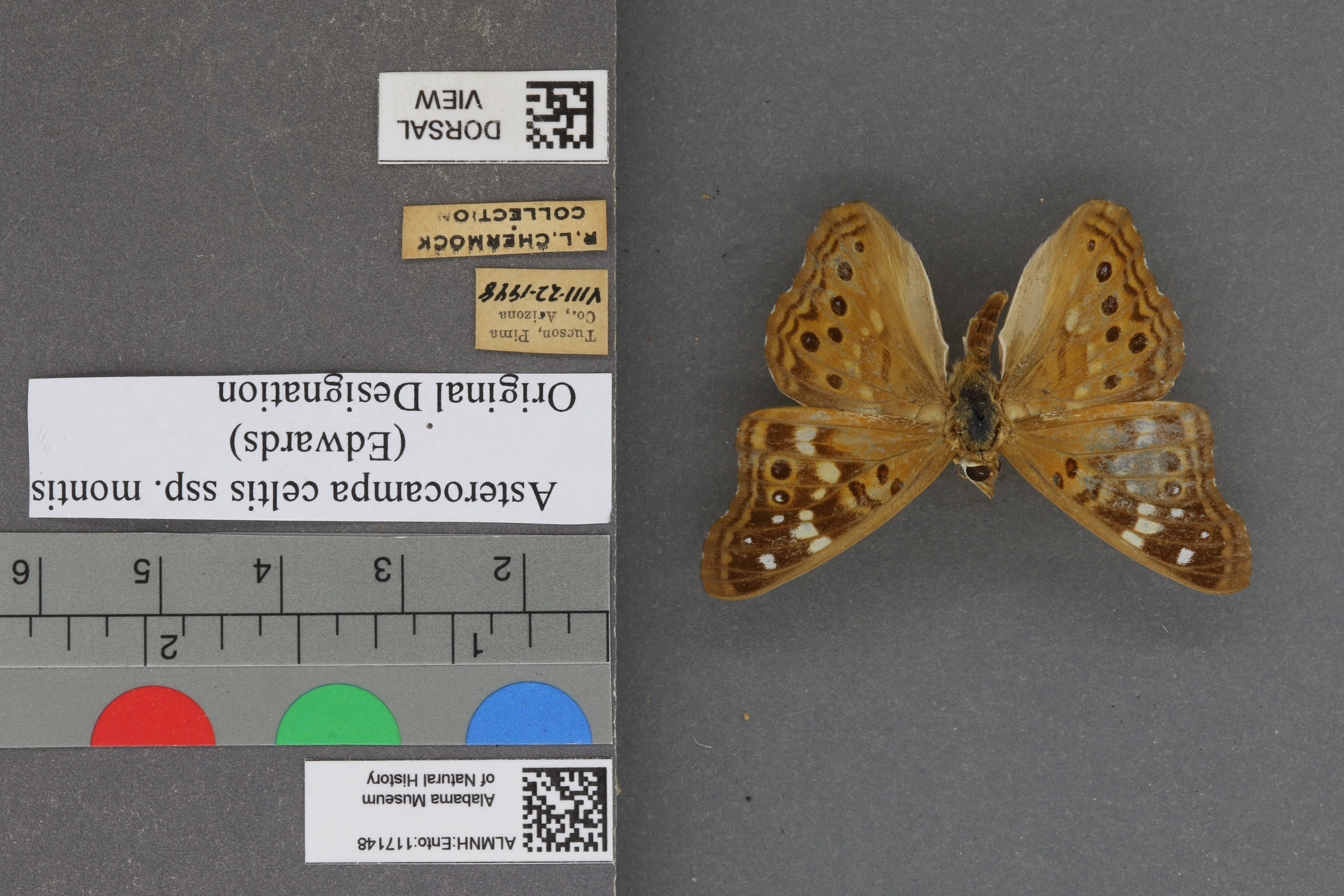 Asterocampa celtis