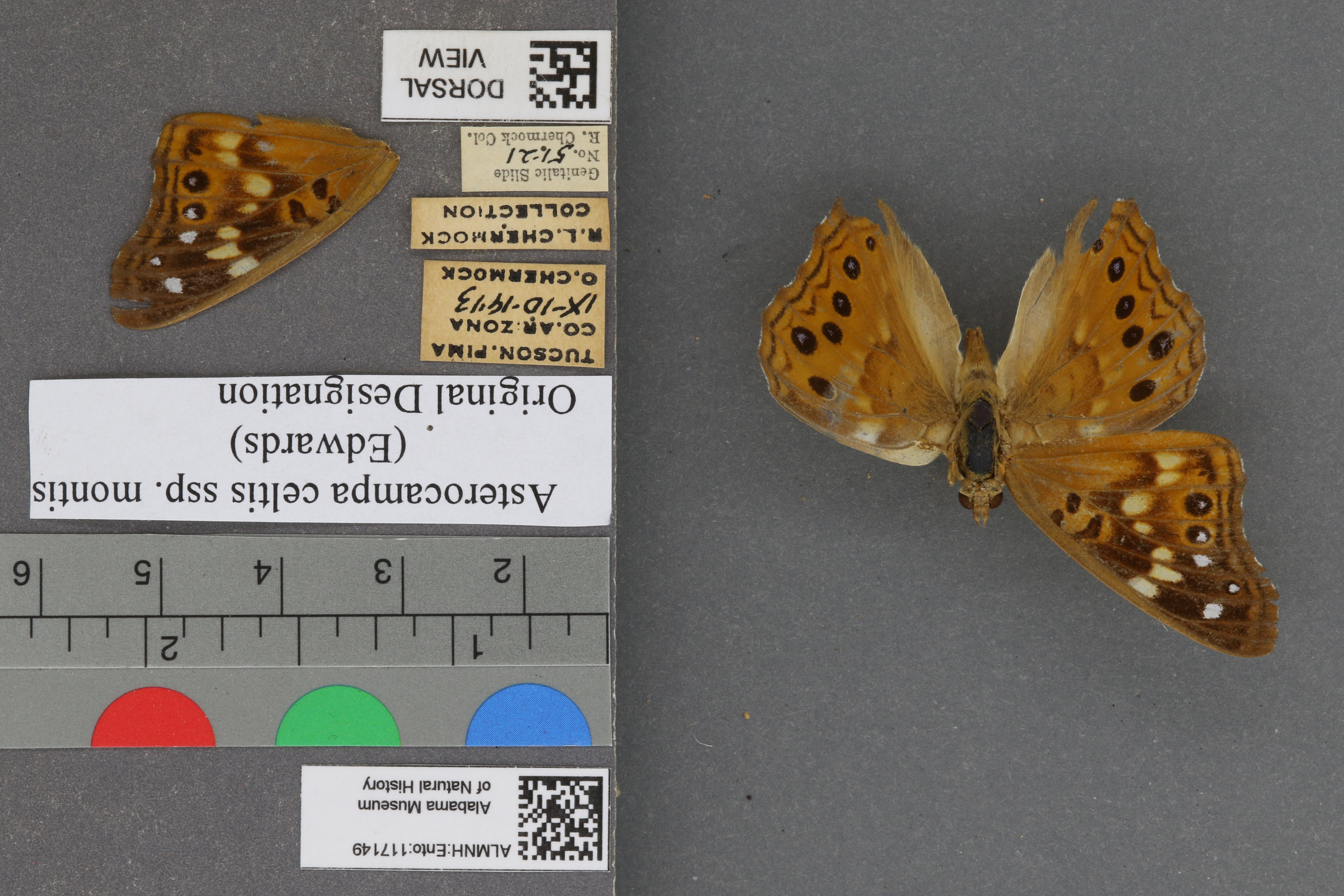 Asterocampa celtis