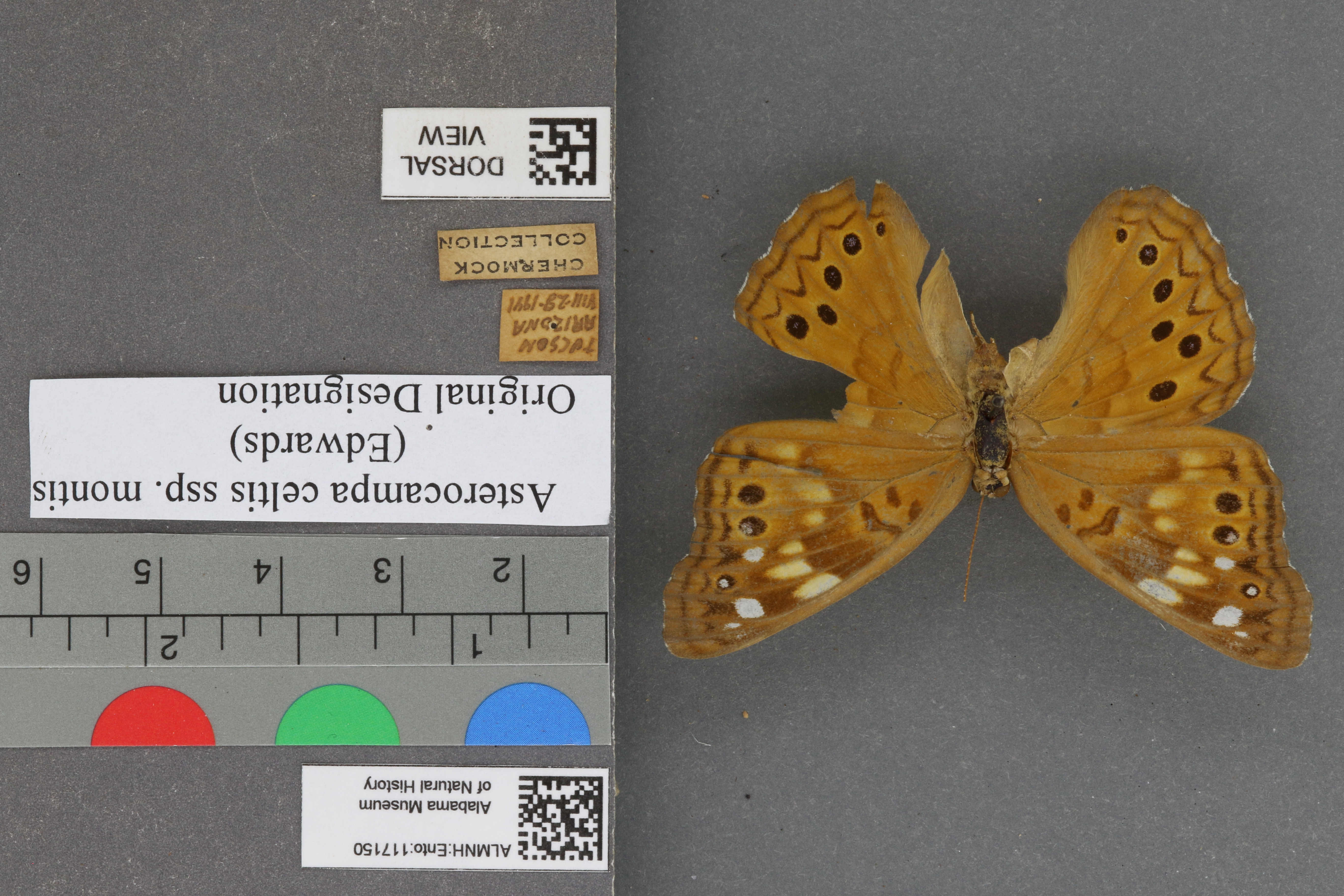 Asterocampa celtis