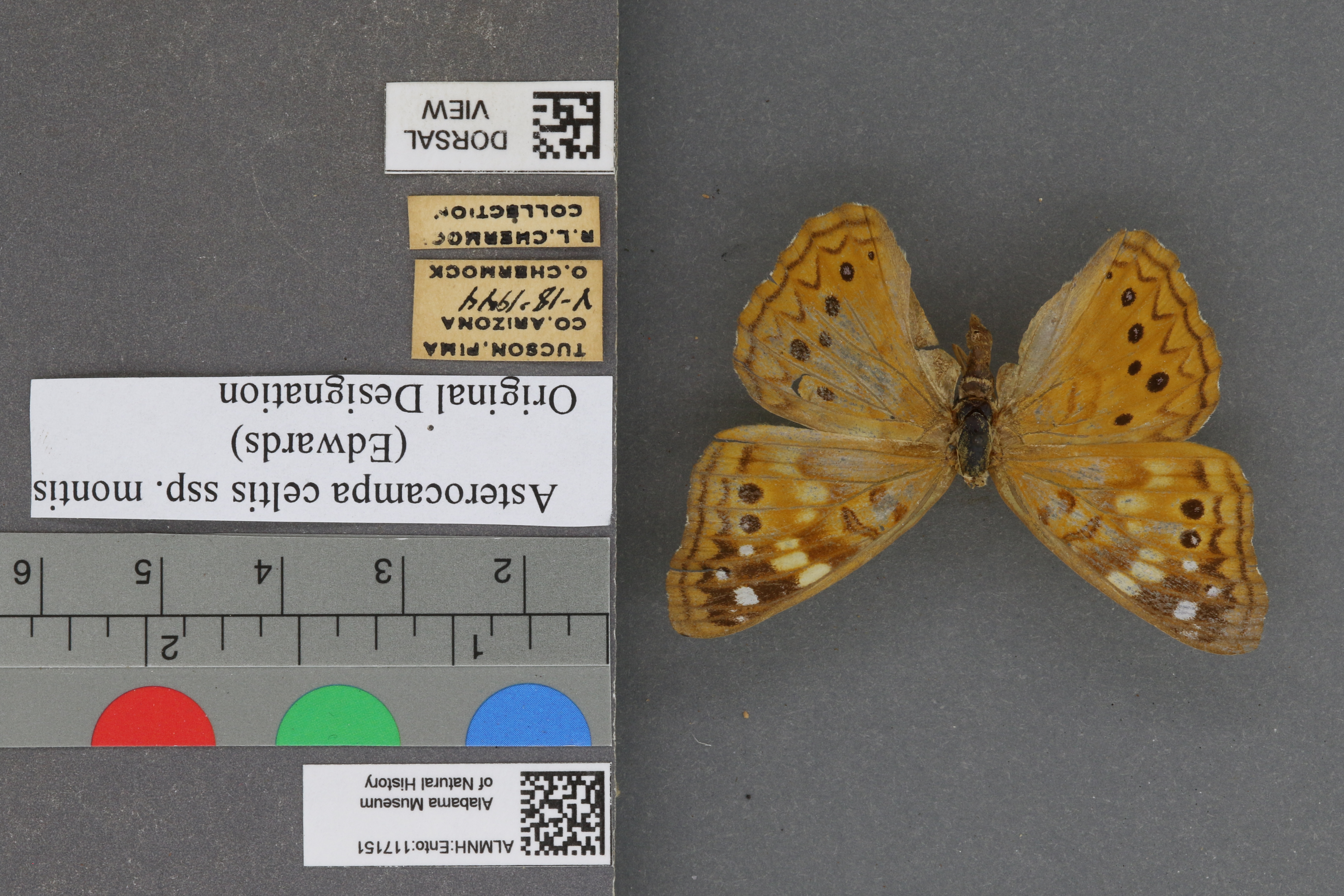 Asterocampa celtis