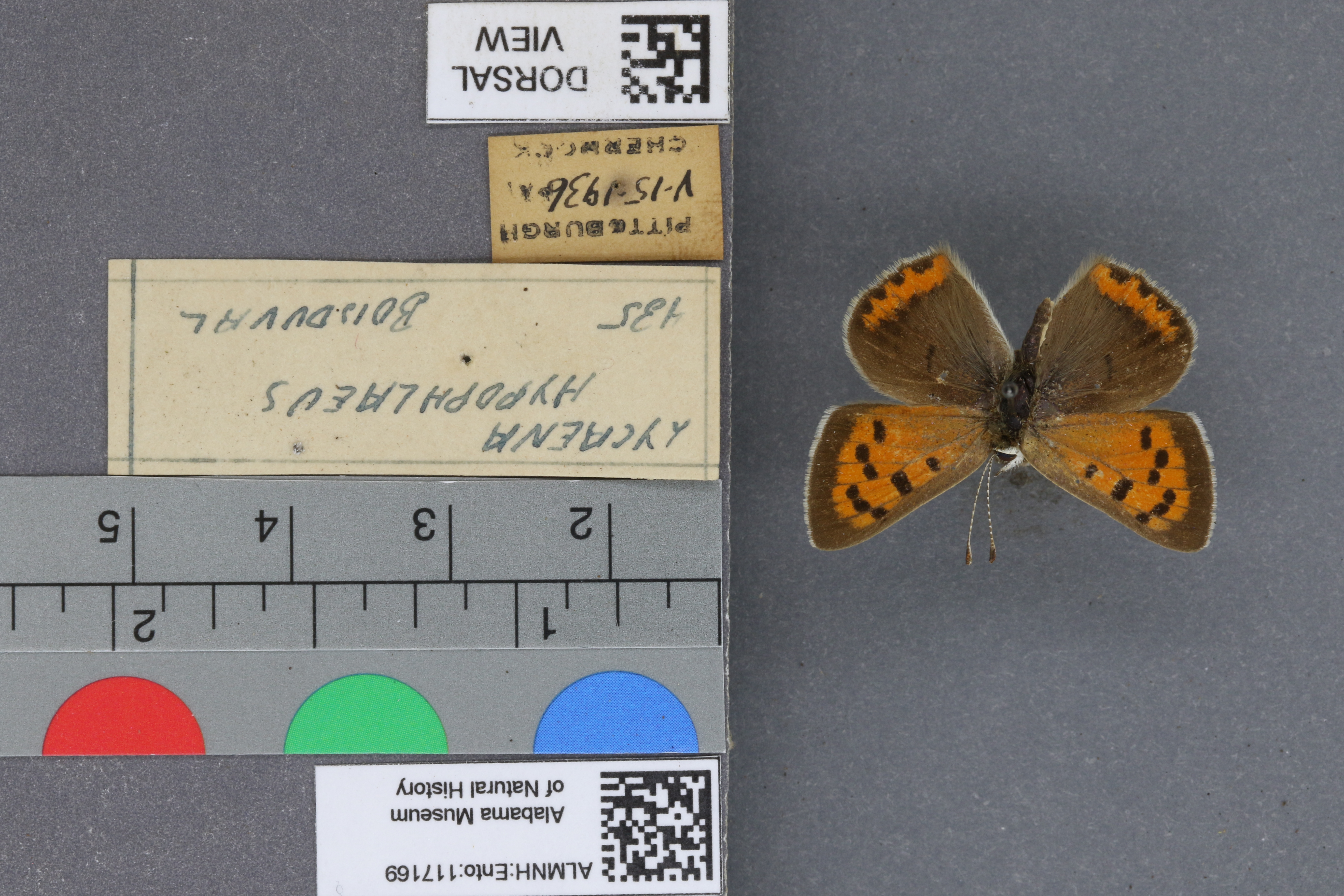 Lycaena phlaeas hypophlaeas