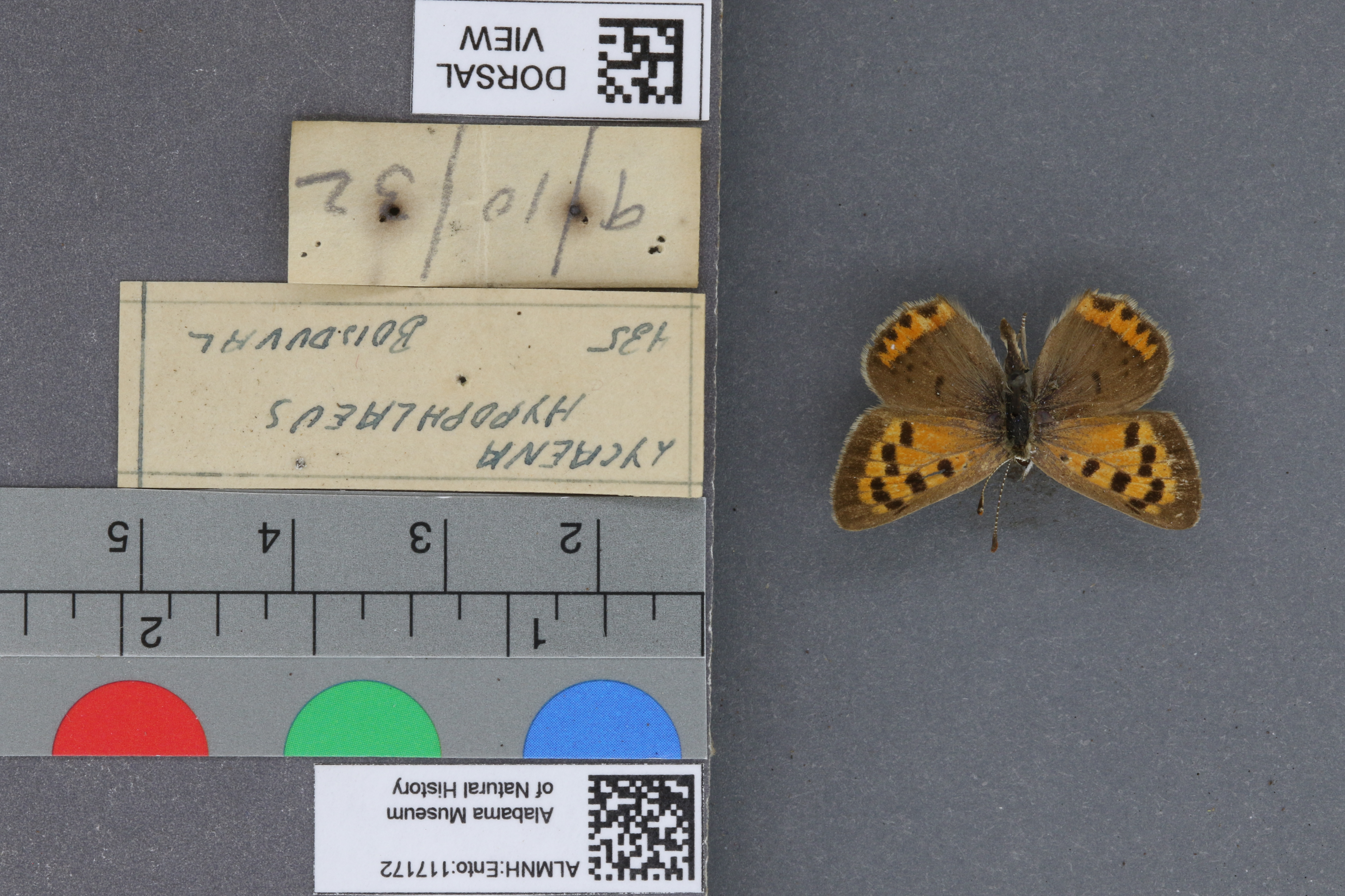 Lycaena phlaeas hypophlaeas