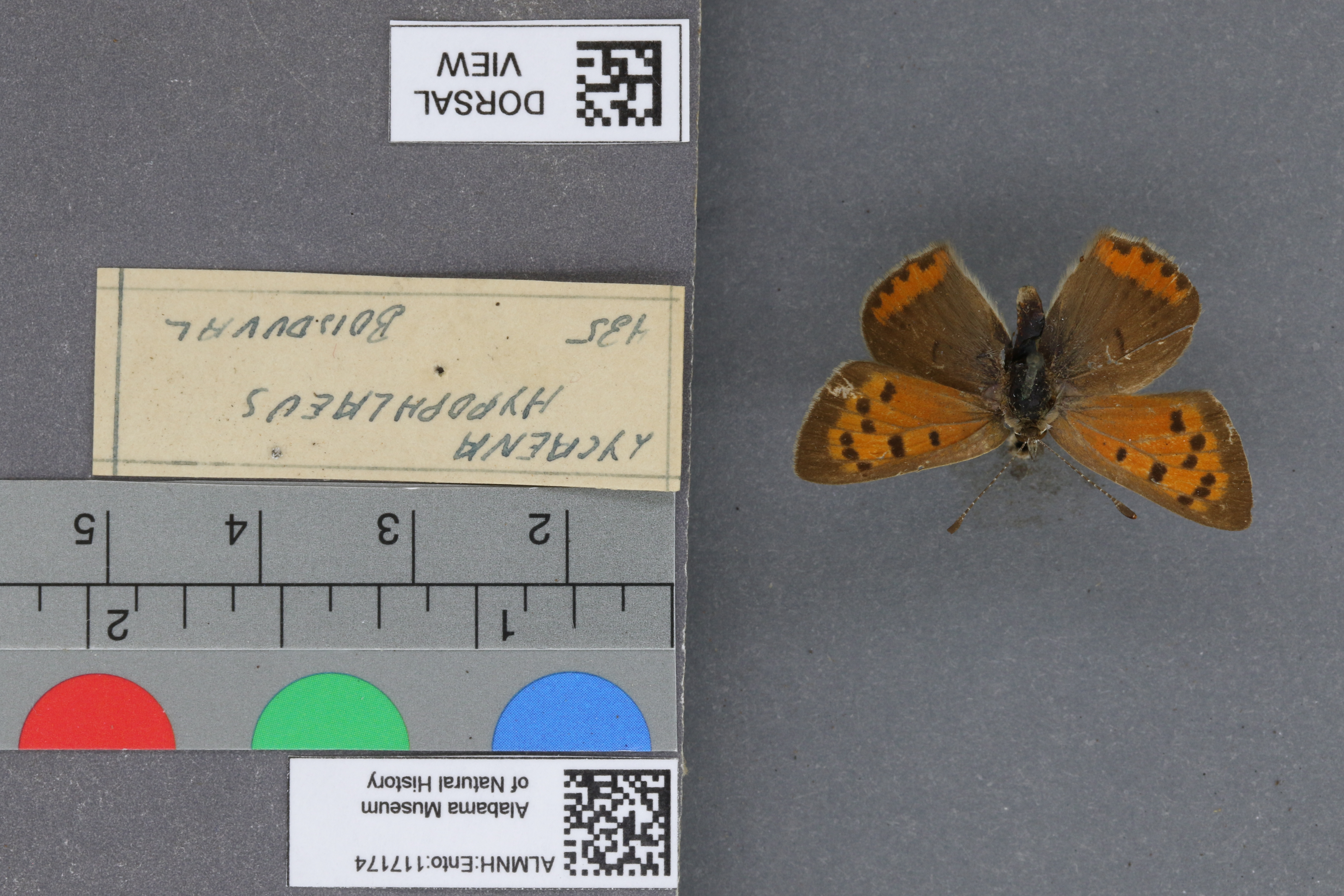 Lycaena phlaeas hypophlaeas