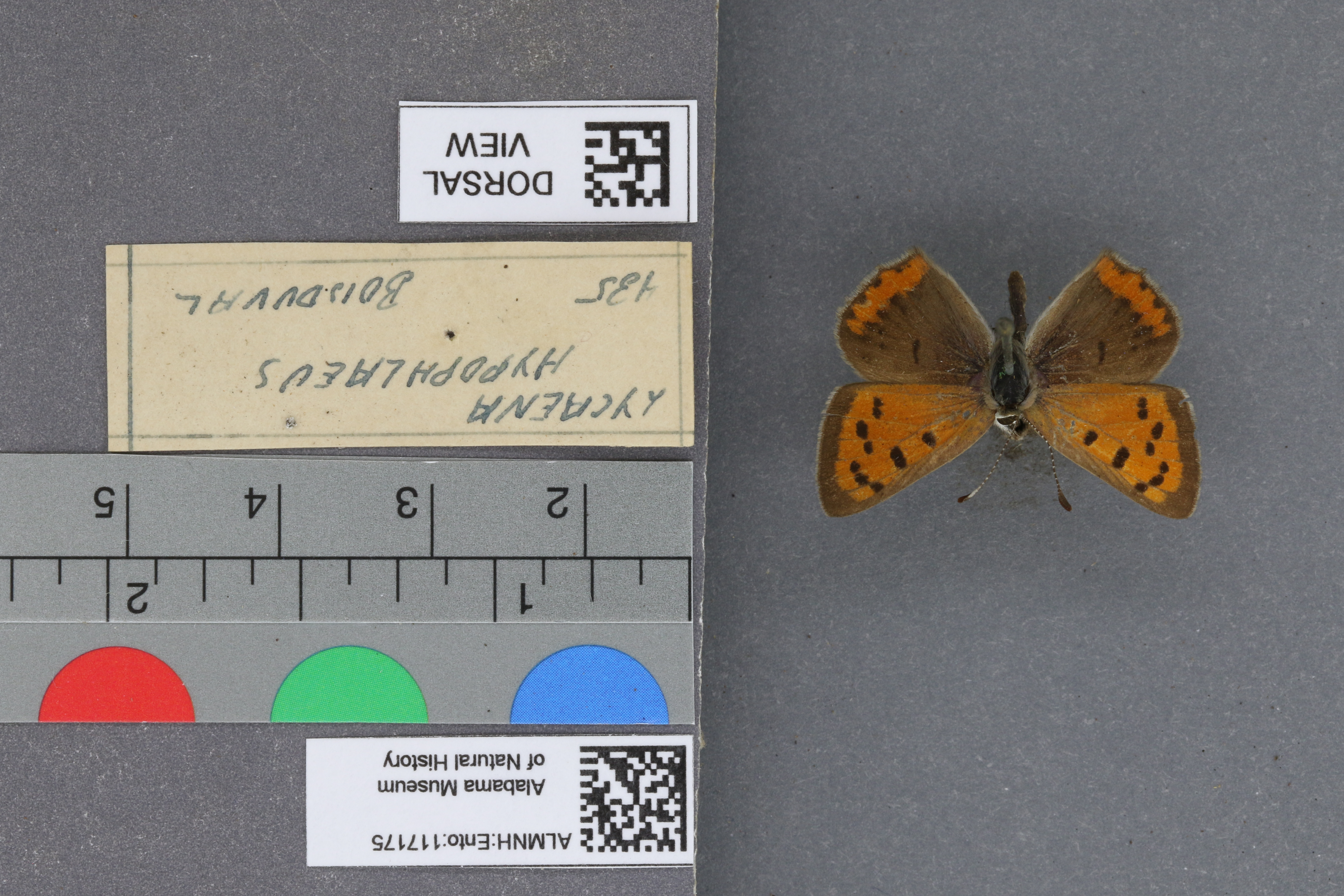 Lycaena phlaeas hypophlaeas