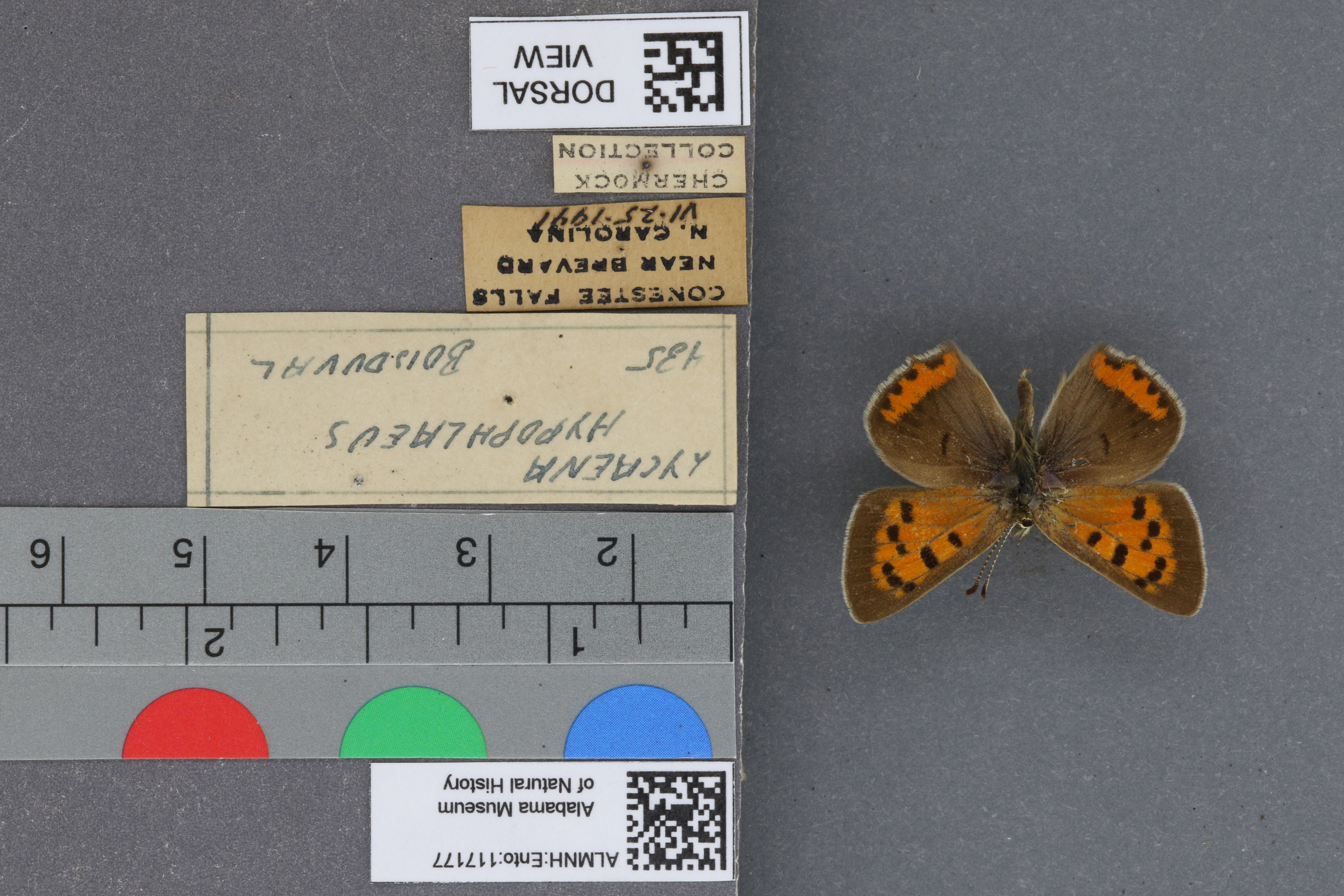 Lycaena phlaeas hypophlaeas