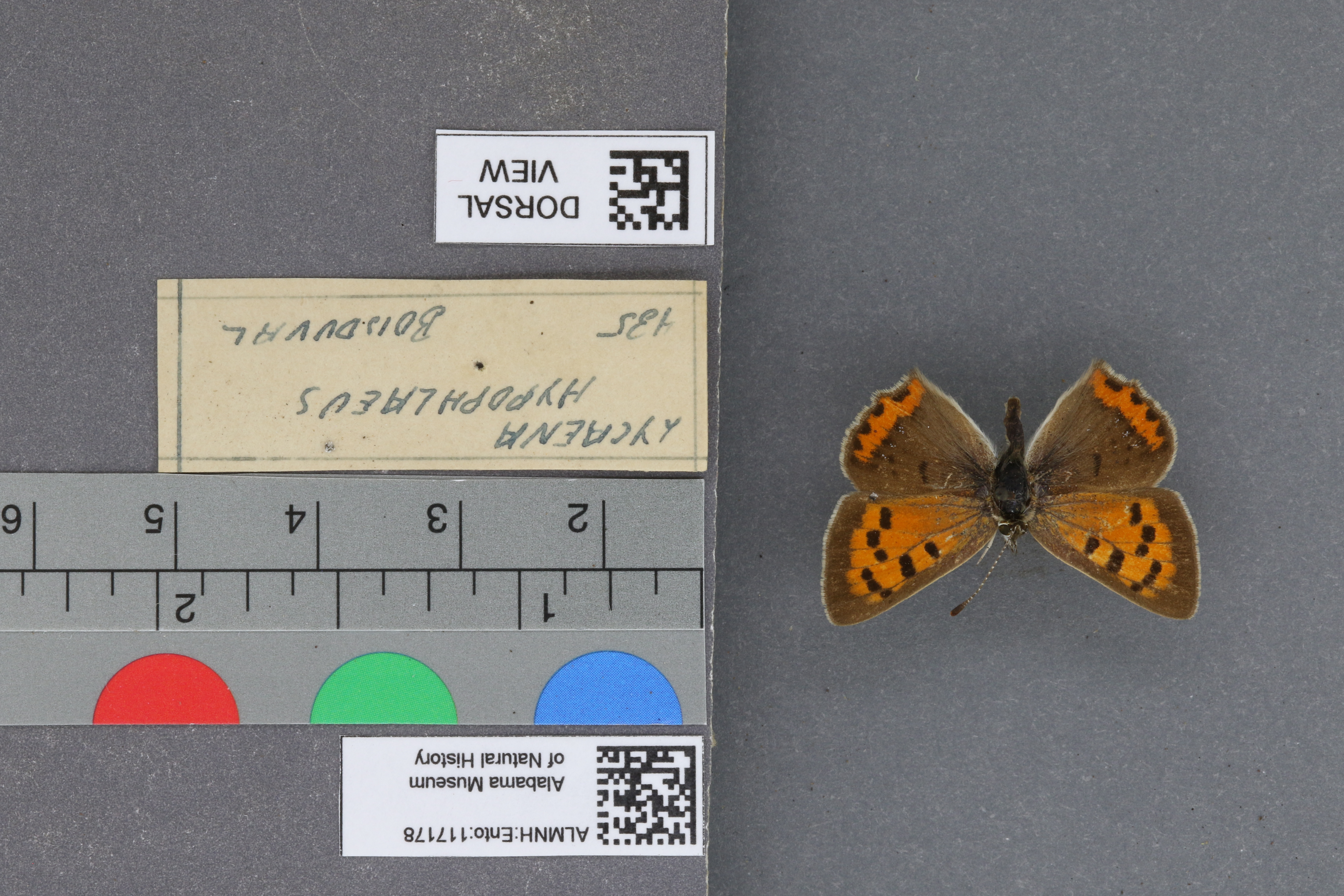 Lycaena phlaeas hypophlaeas