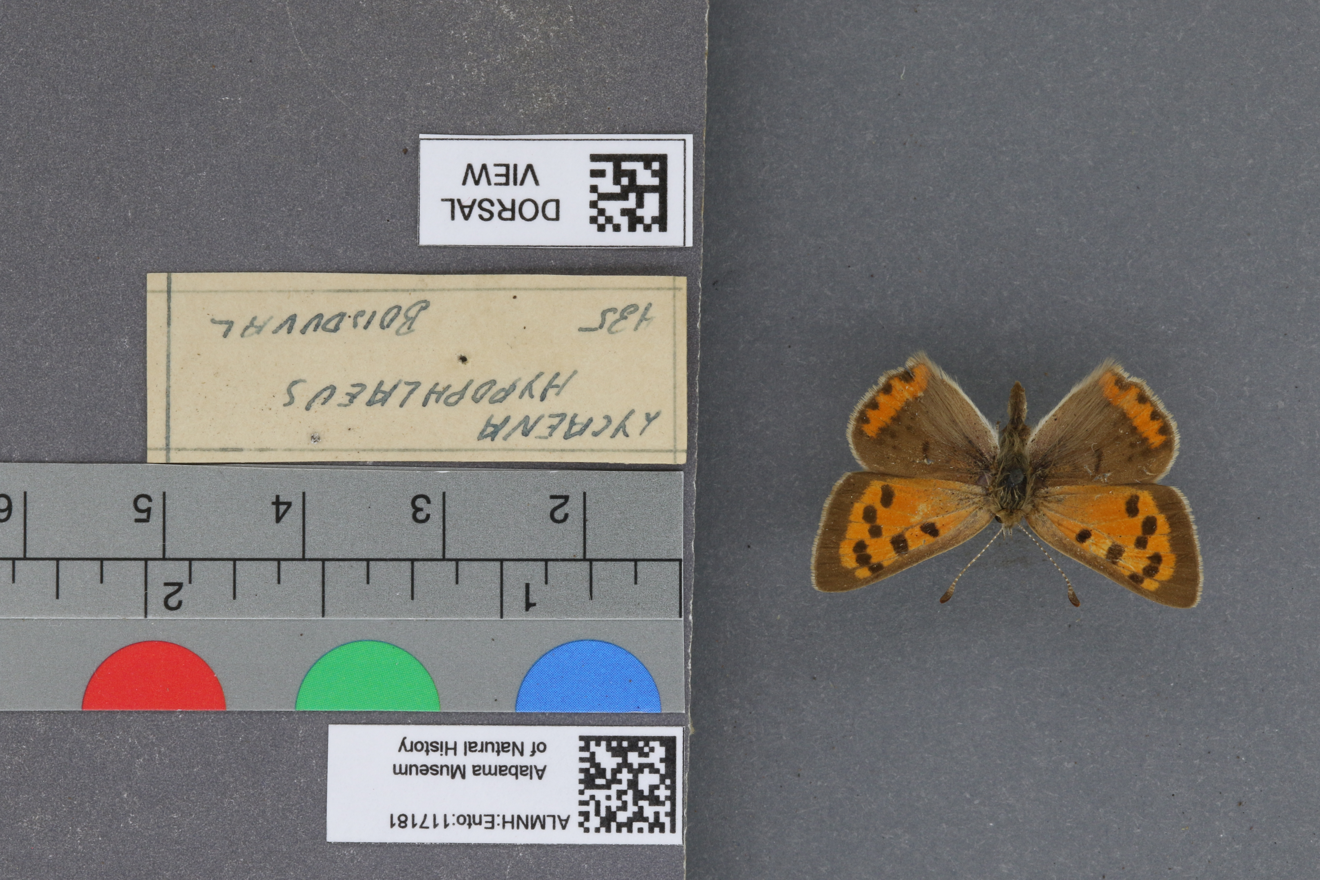Lycaena phlaeas hypophlaeas