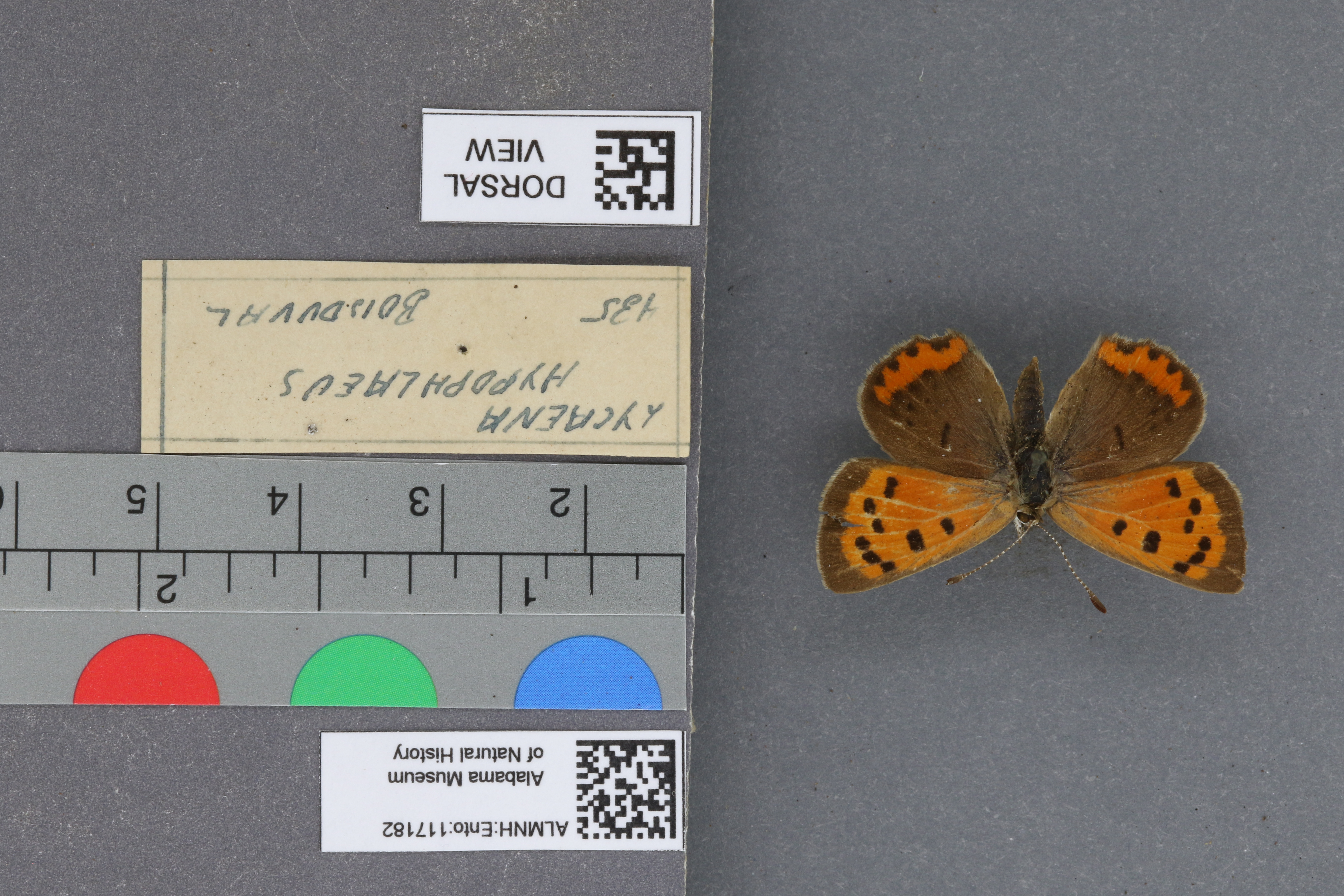 Lycaena phlaeas hypophlaeas