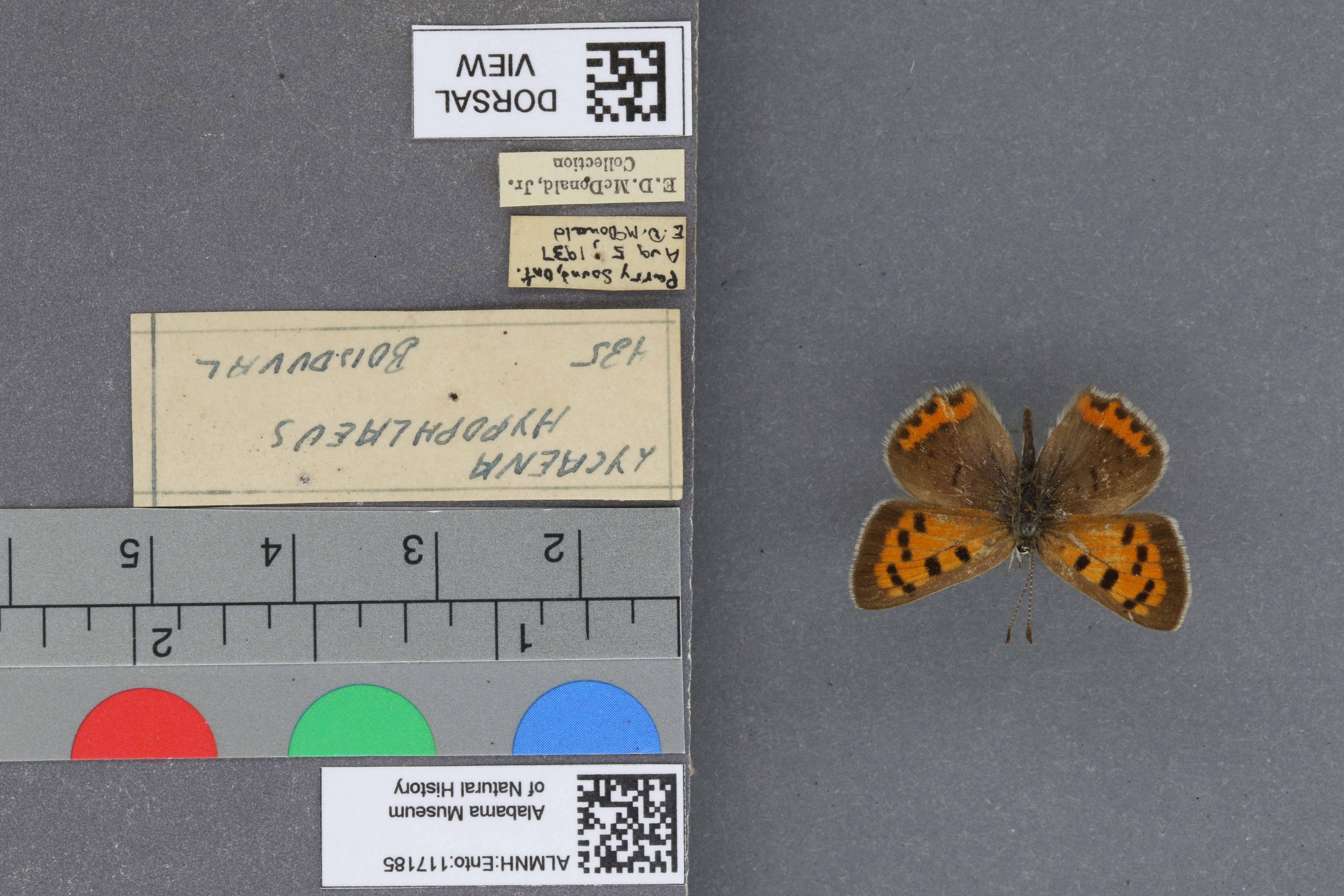 Lycaena phlaeas hypophlaeas