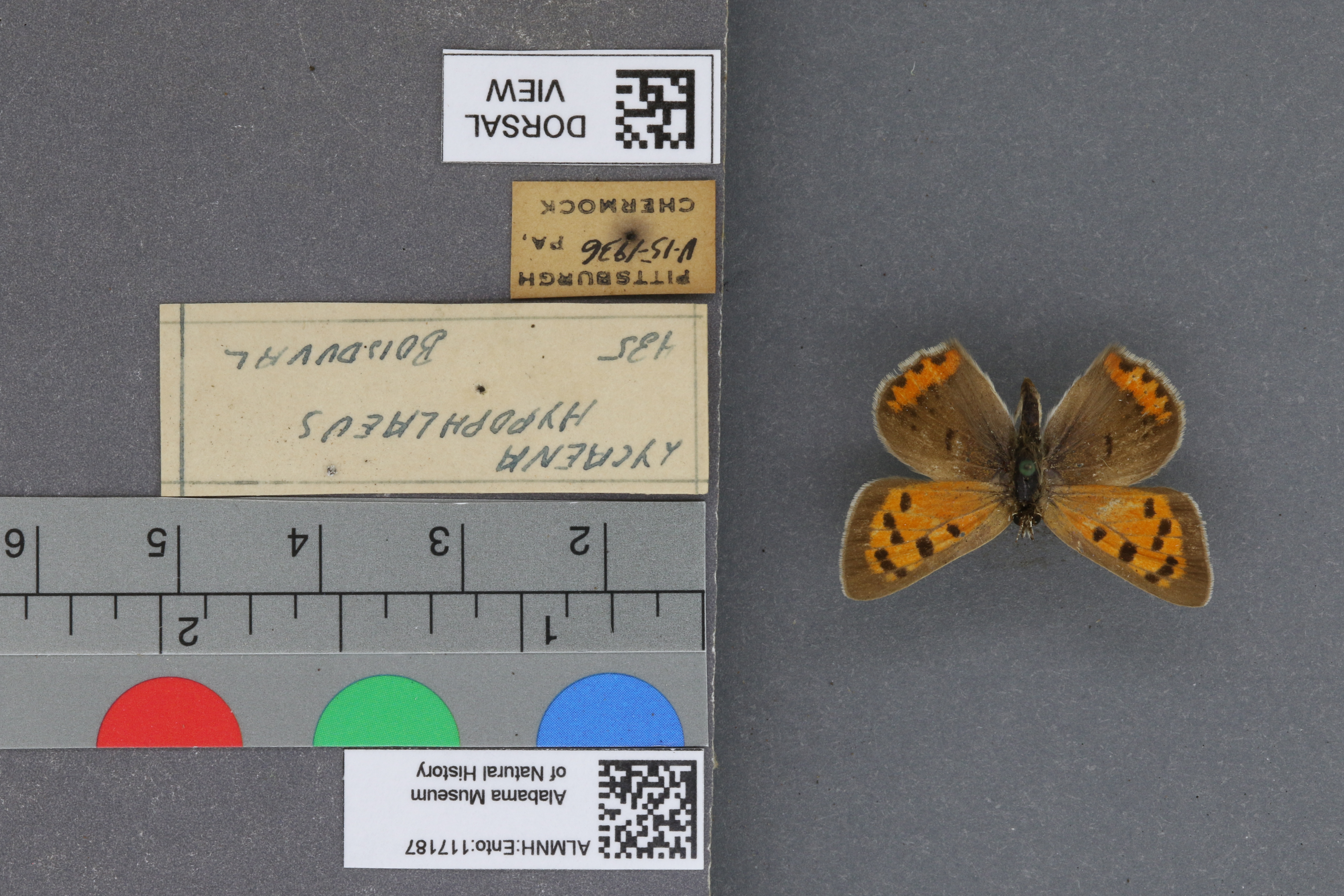 Lycaena phlaeas hypophlaeas